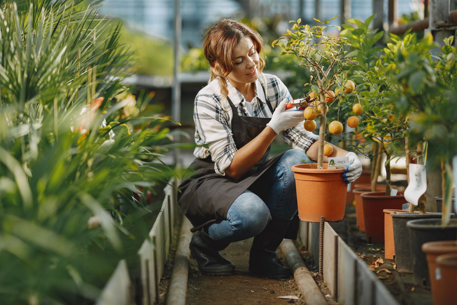 Young tree pruning