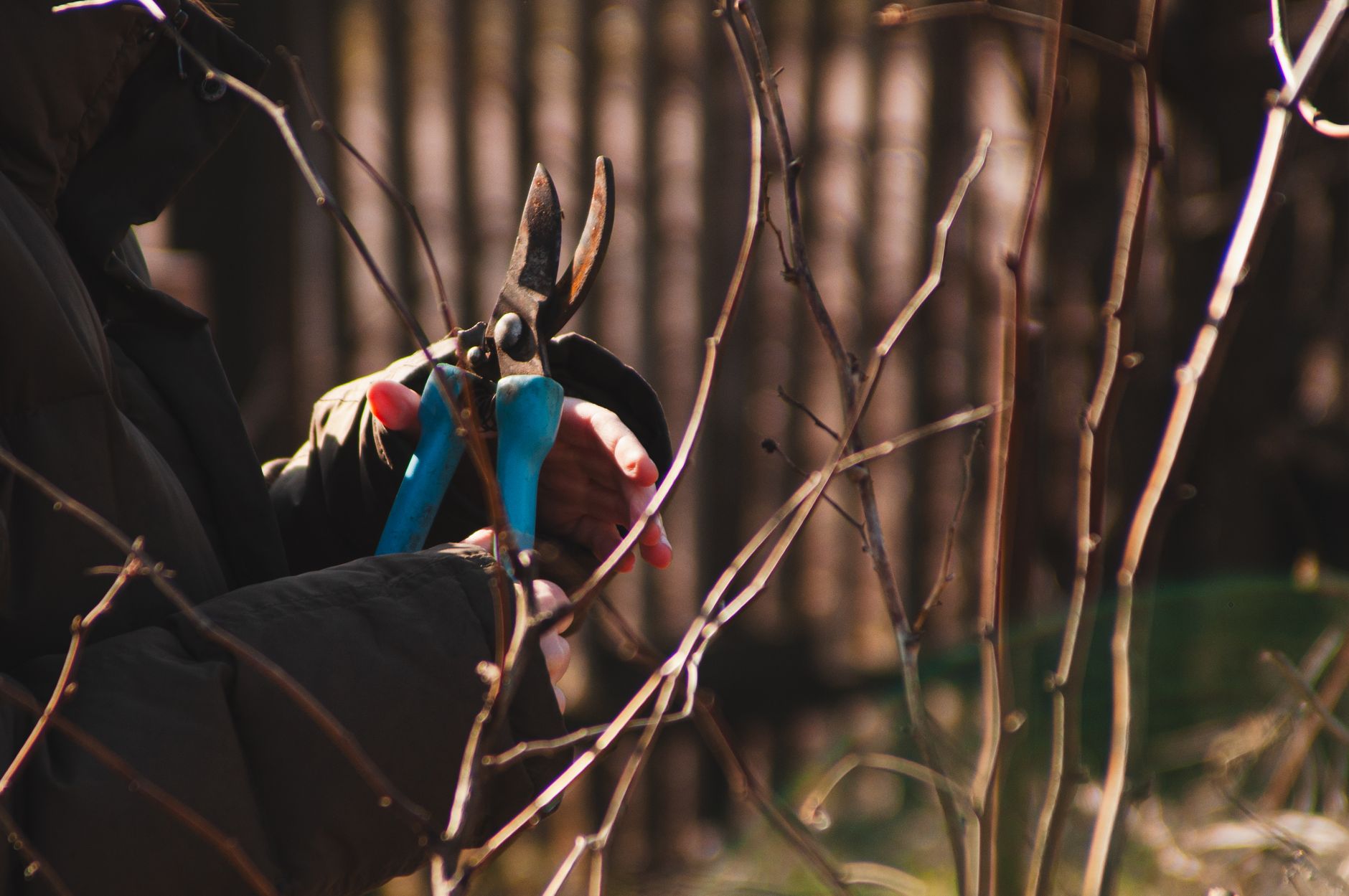 Mature tree pruning