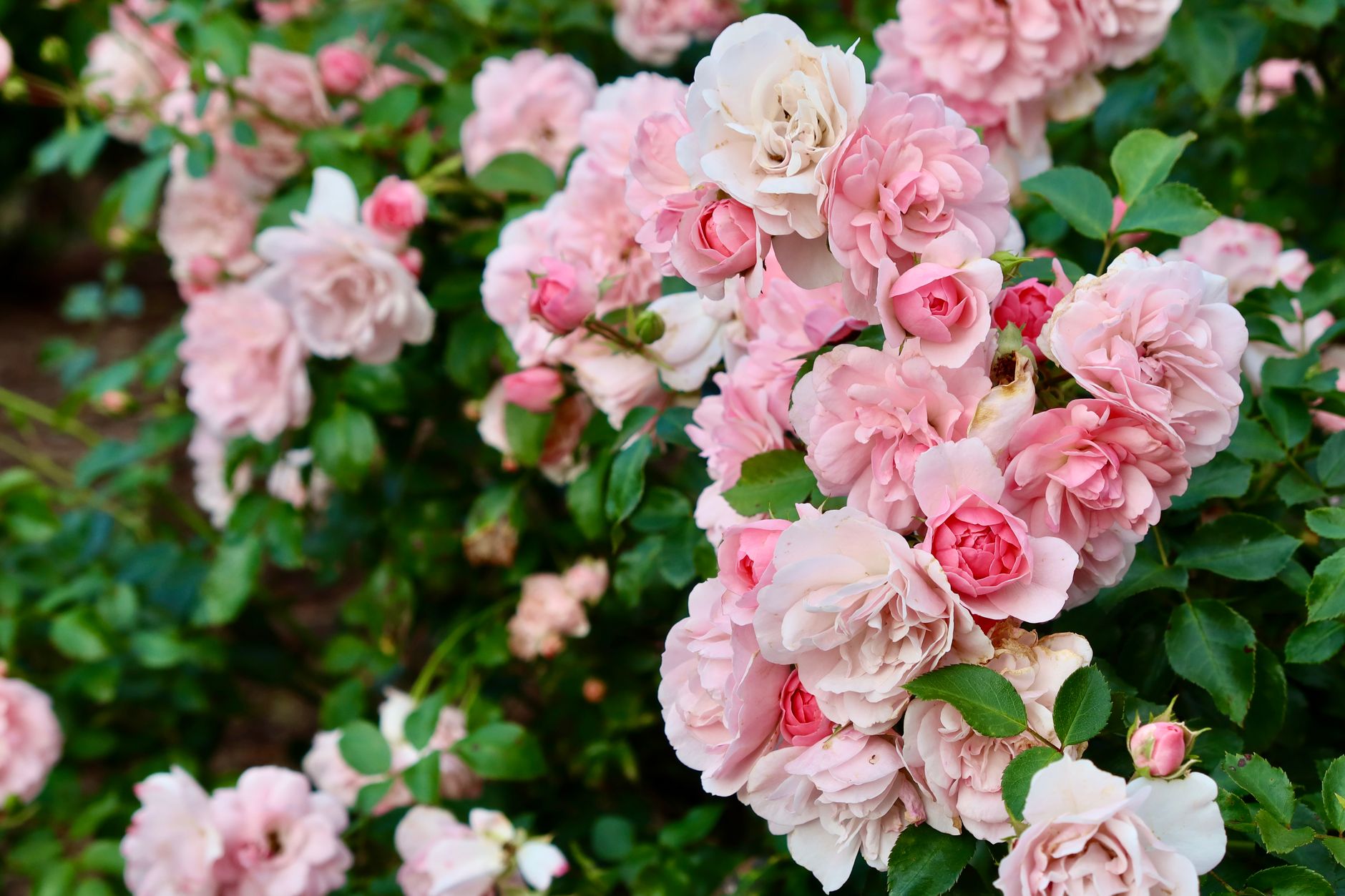 Pruning timing