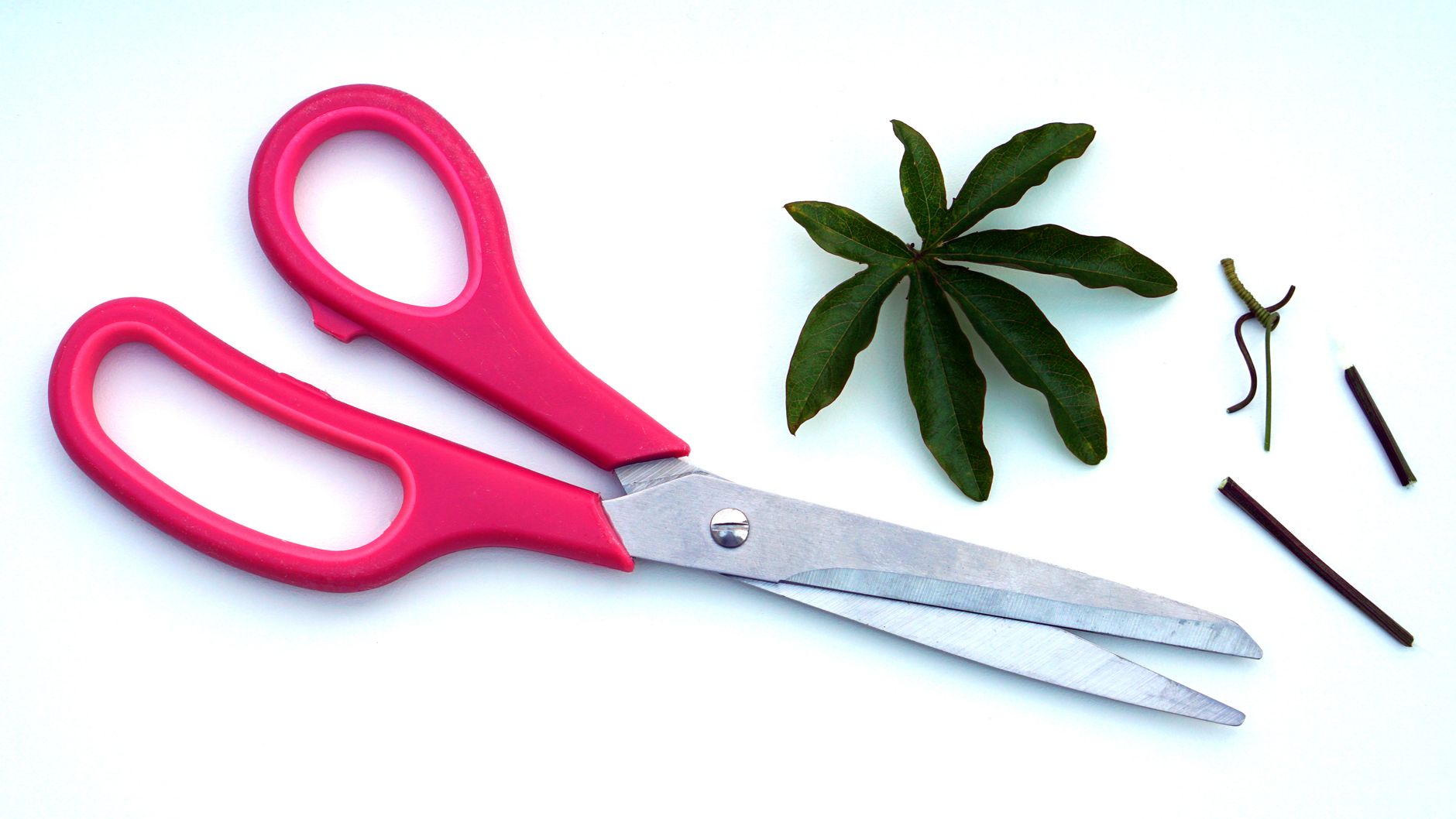 Pruning tools