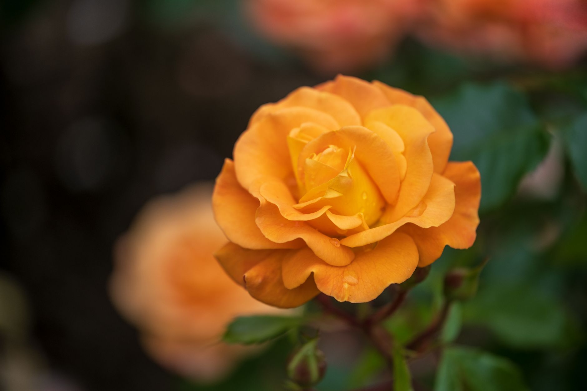 Hybrid tea pruning