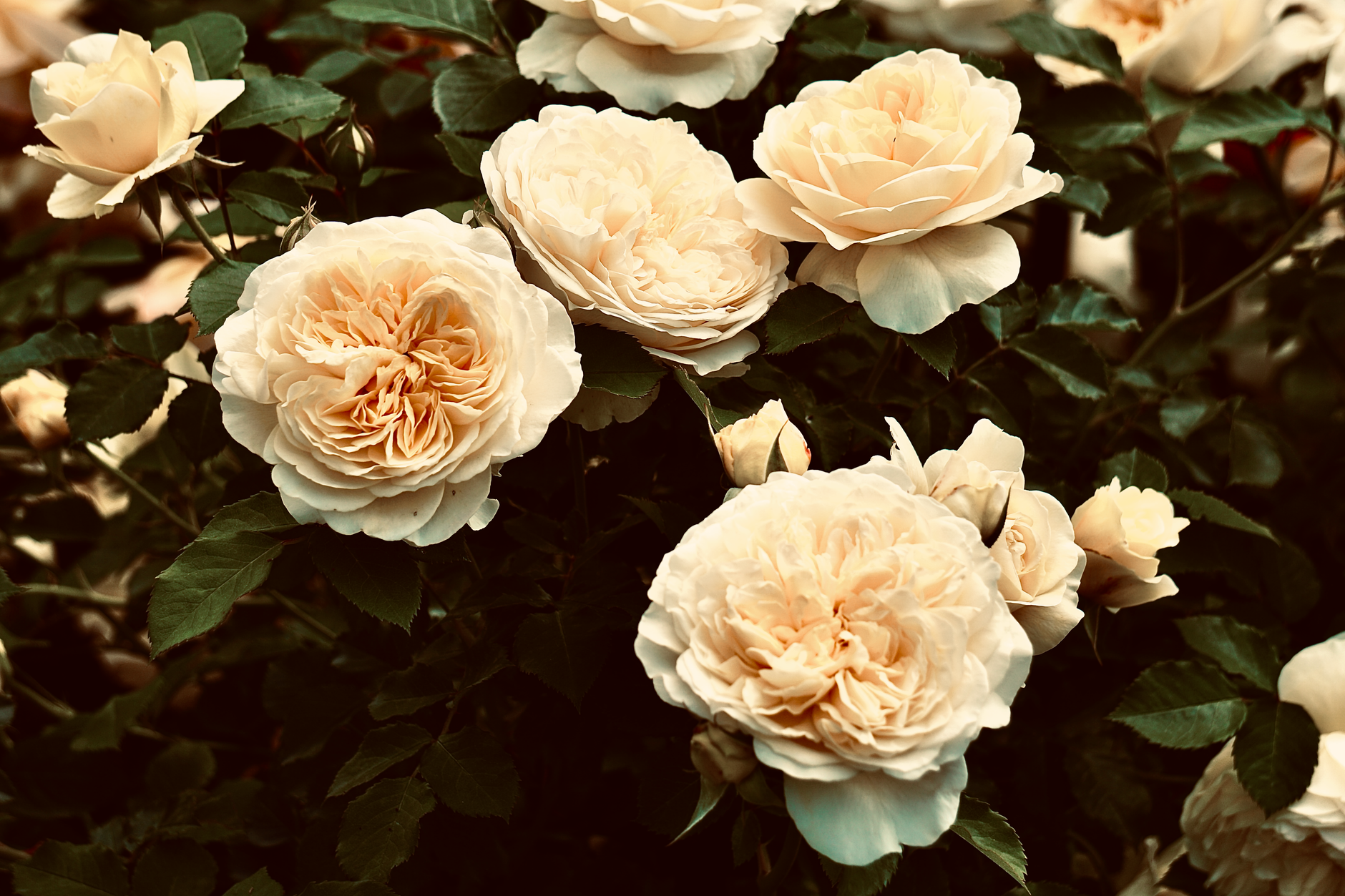 Floribunda pruning