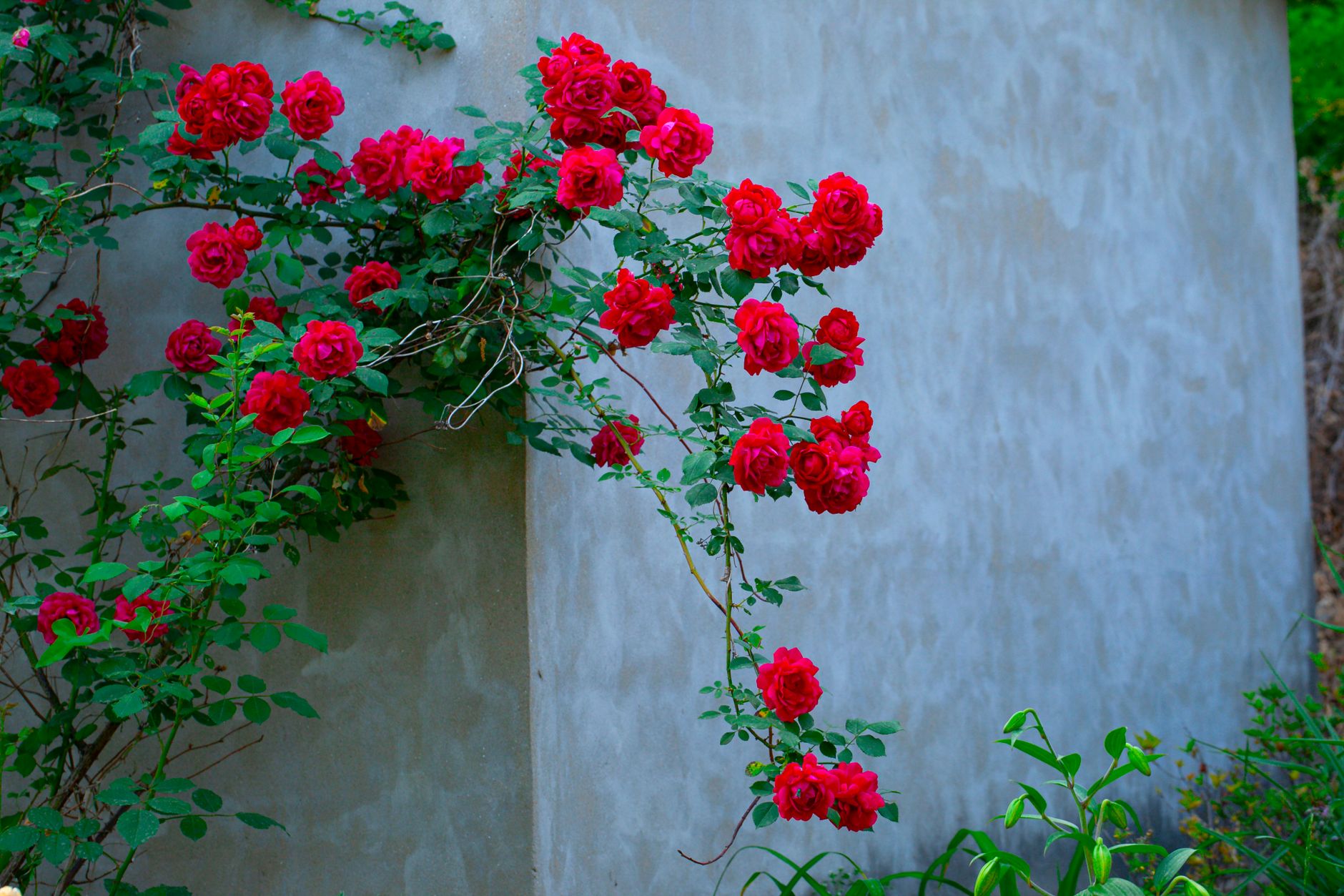 Climbing roses