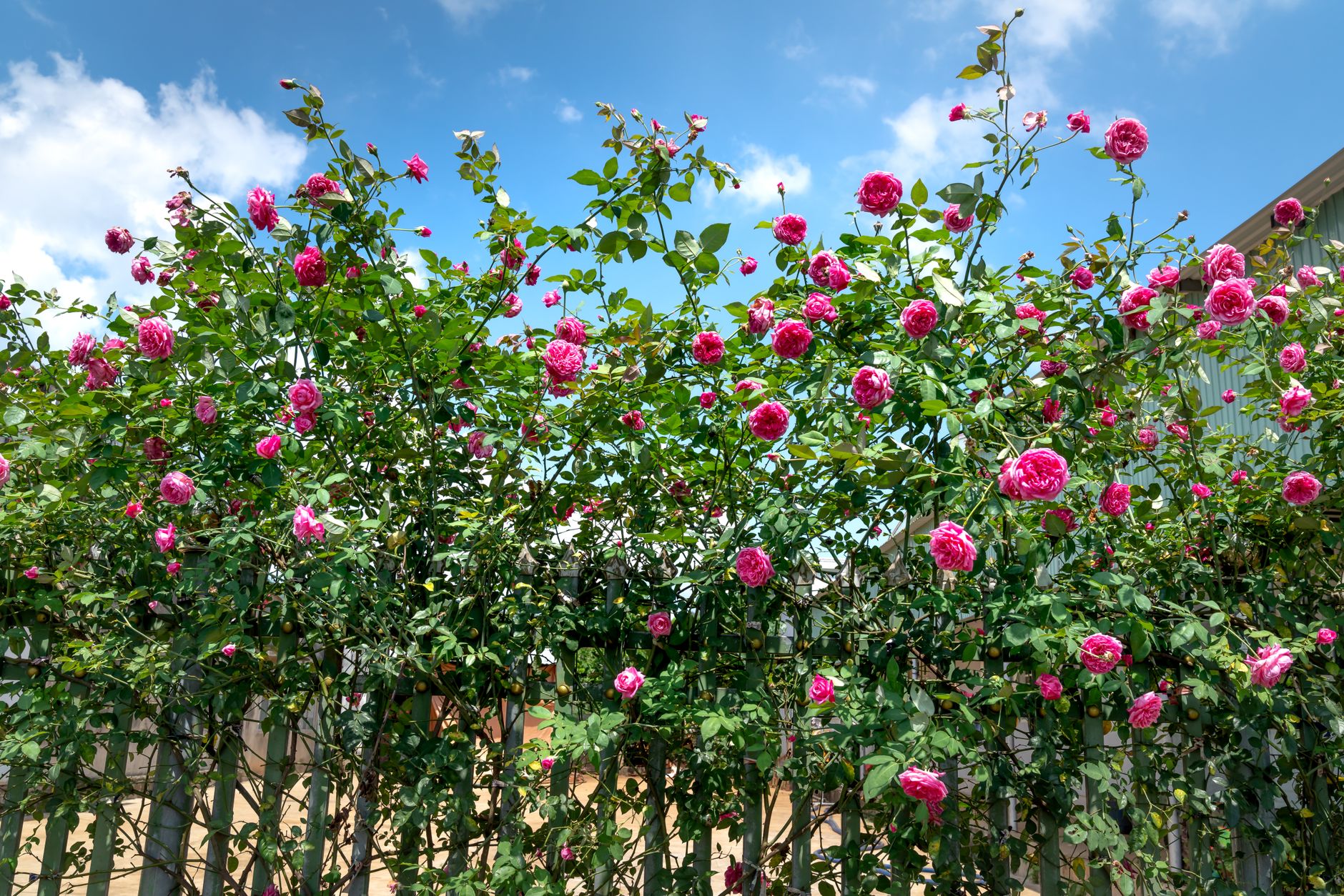 Old garden roses