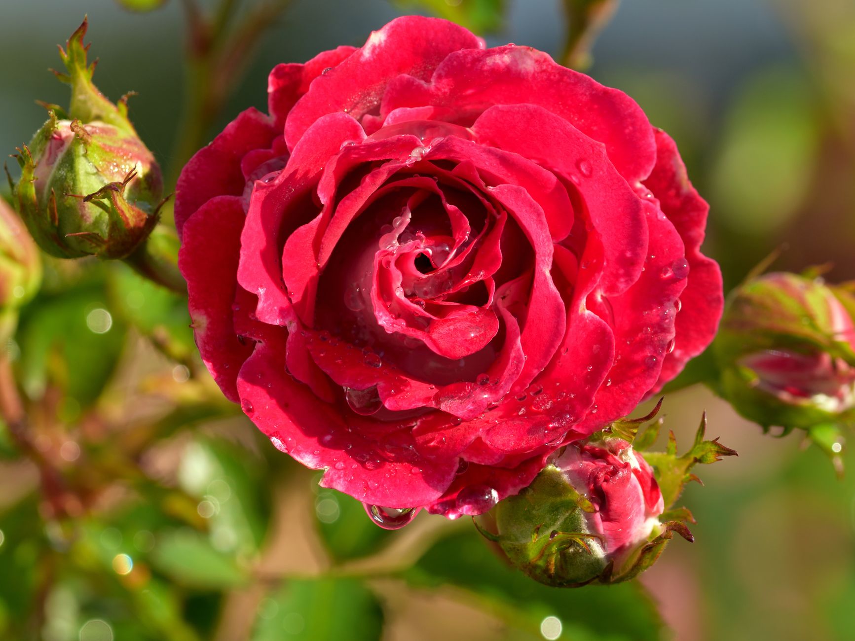 Post-pruning care