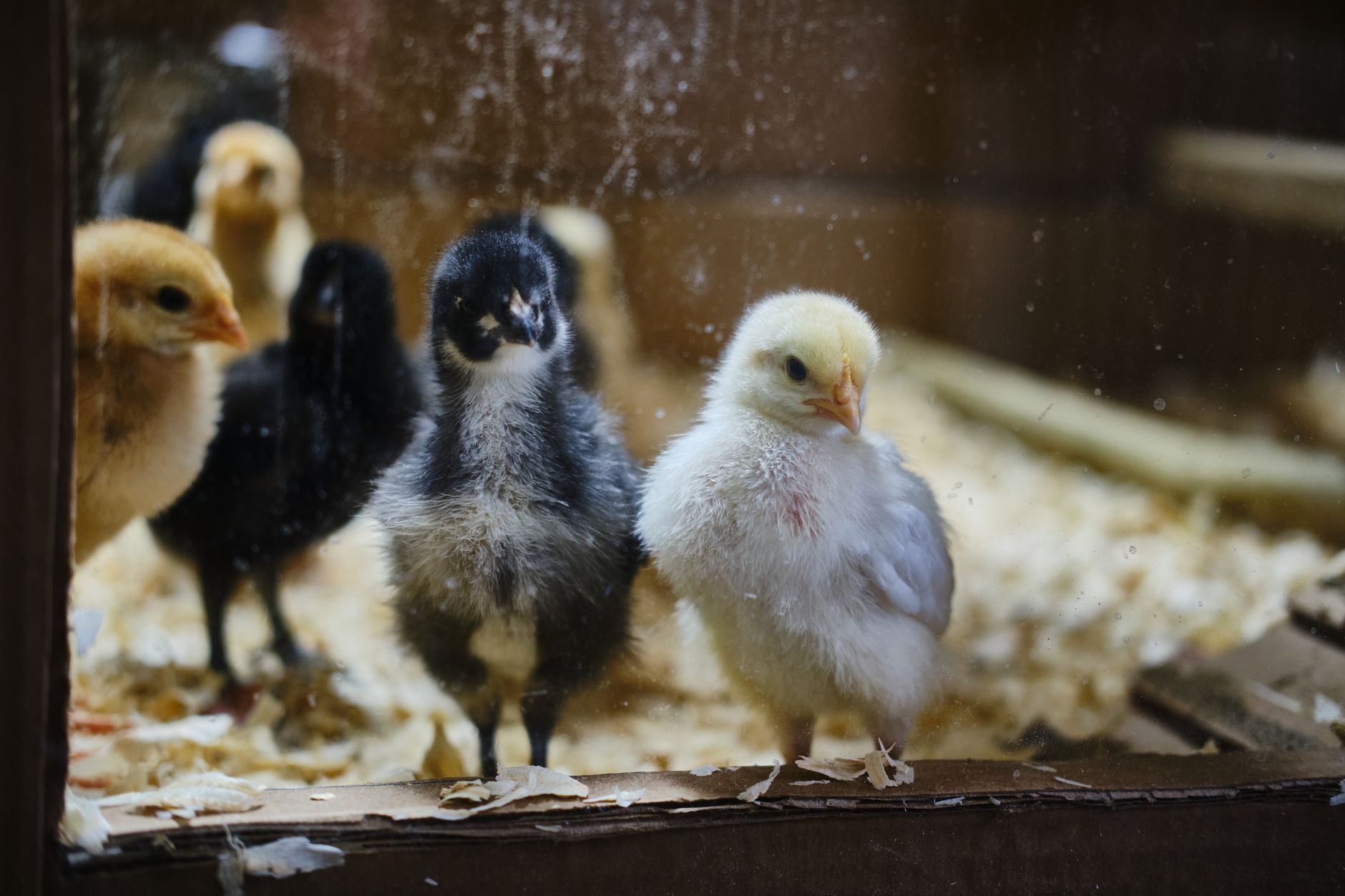 Brooder setup