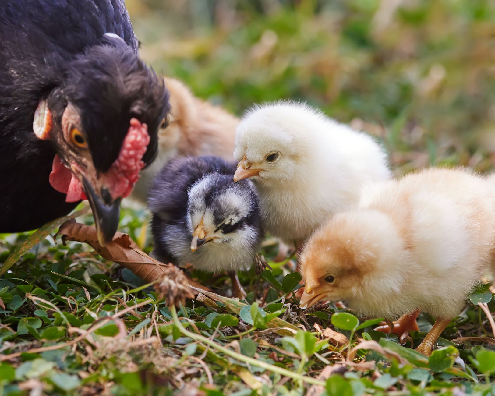 Chick temperature
