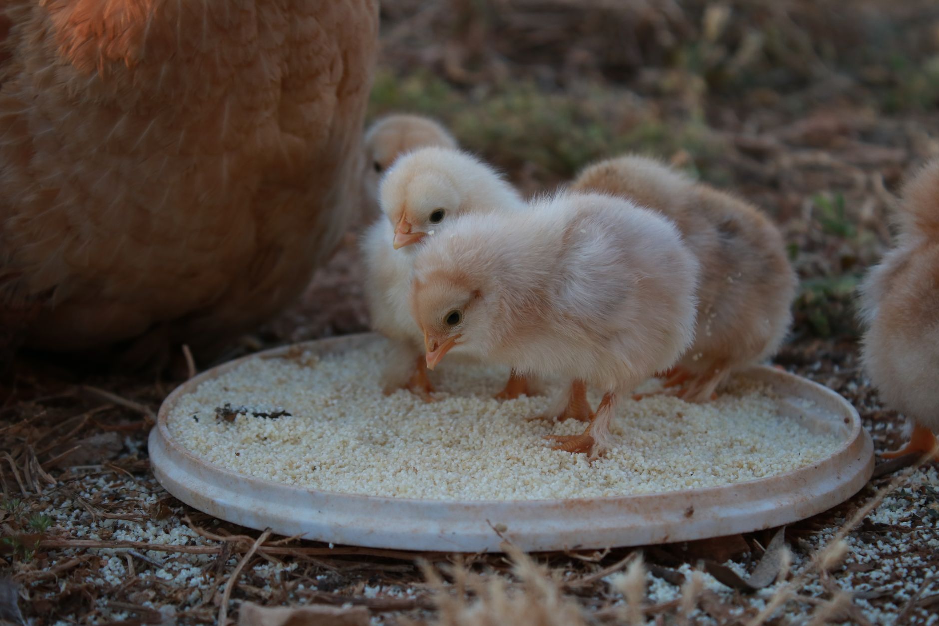 Chick feeding