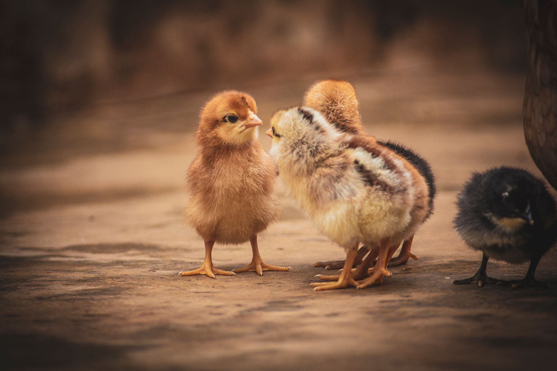 Chick waterer
