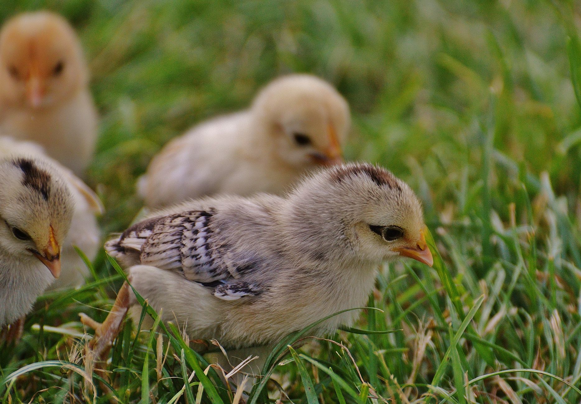 Handling chicks