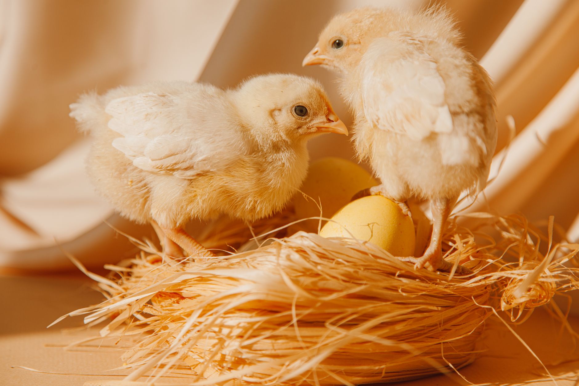 Chick health