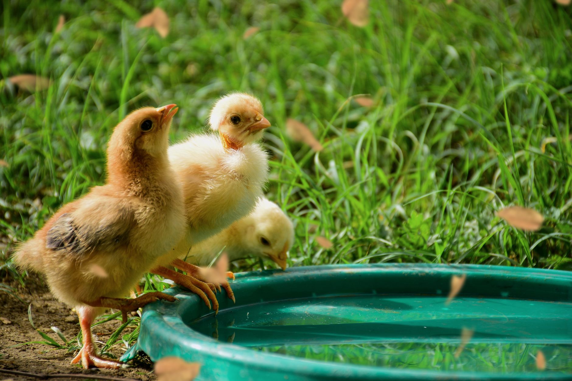 Chick enrichment