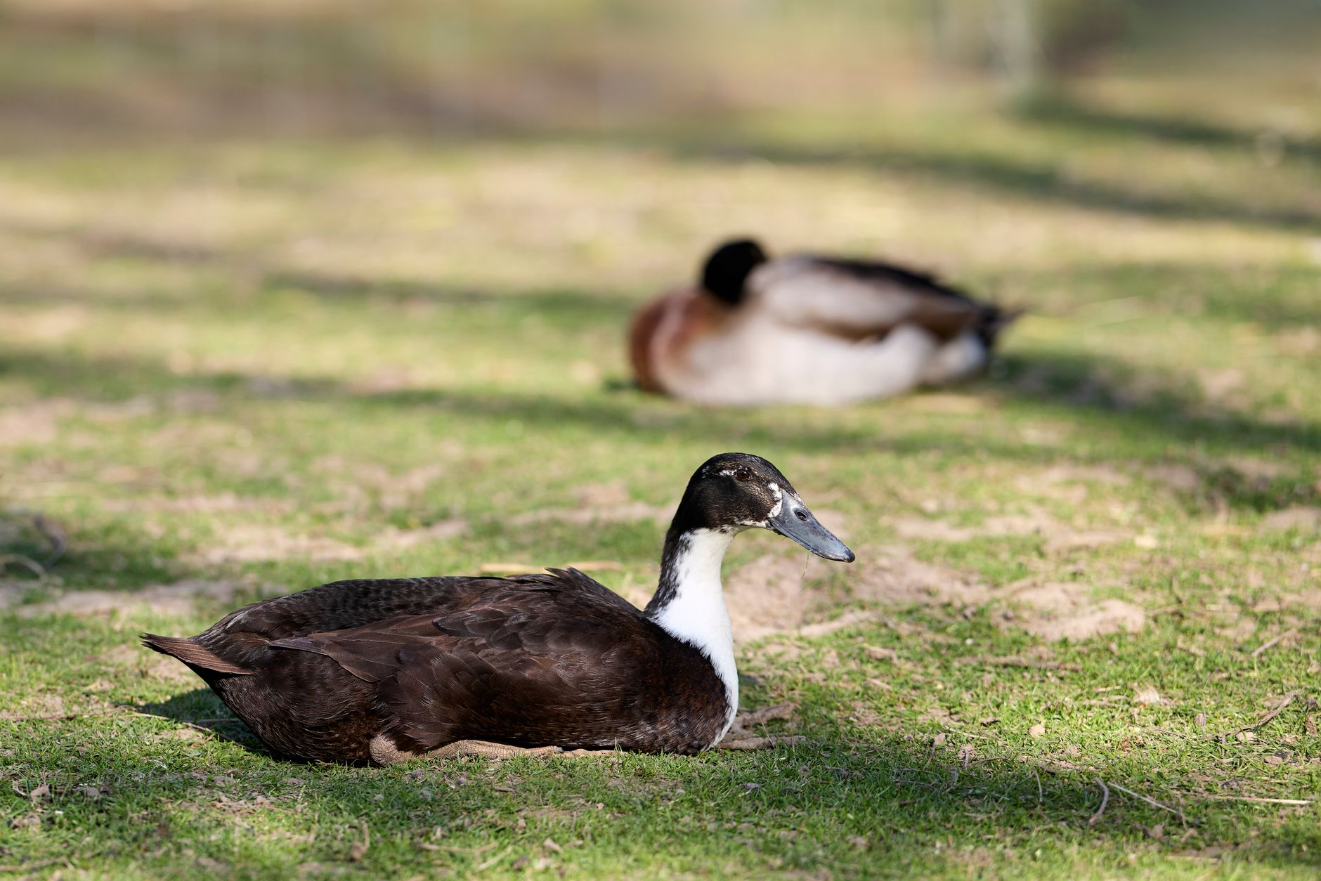 Duck breeds