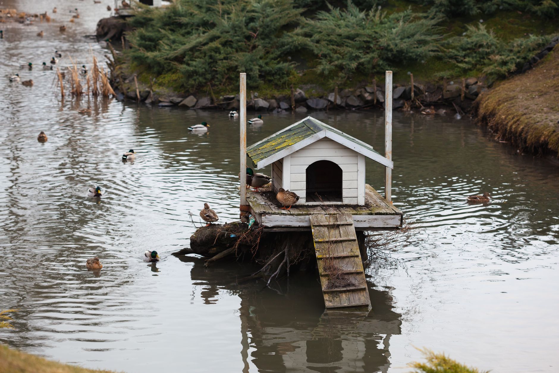 Duck housing
