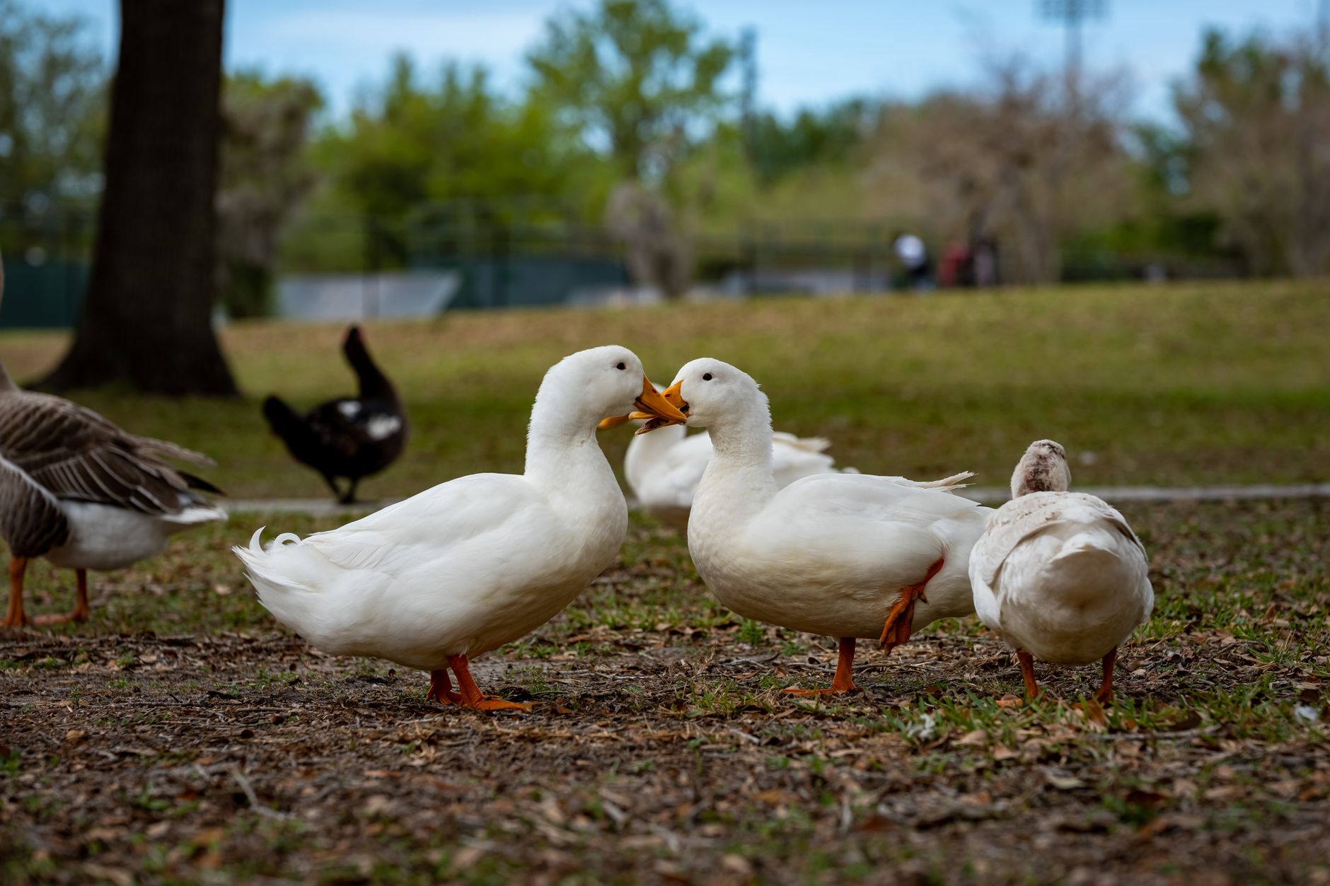 Duck feed