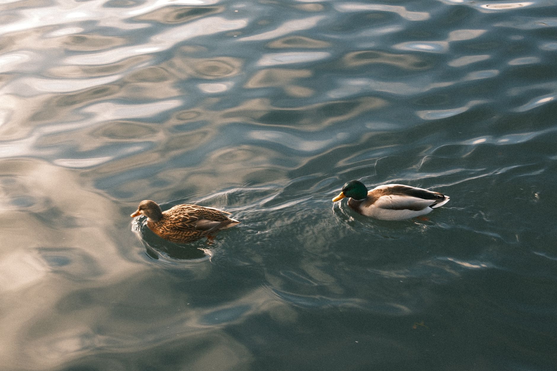 Duck water requirements
