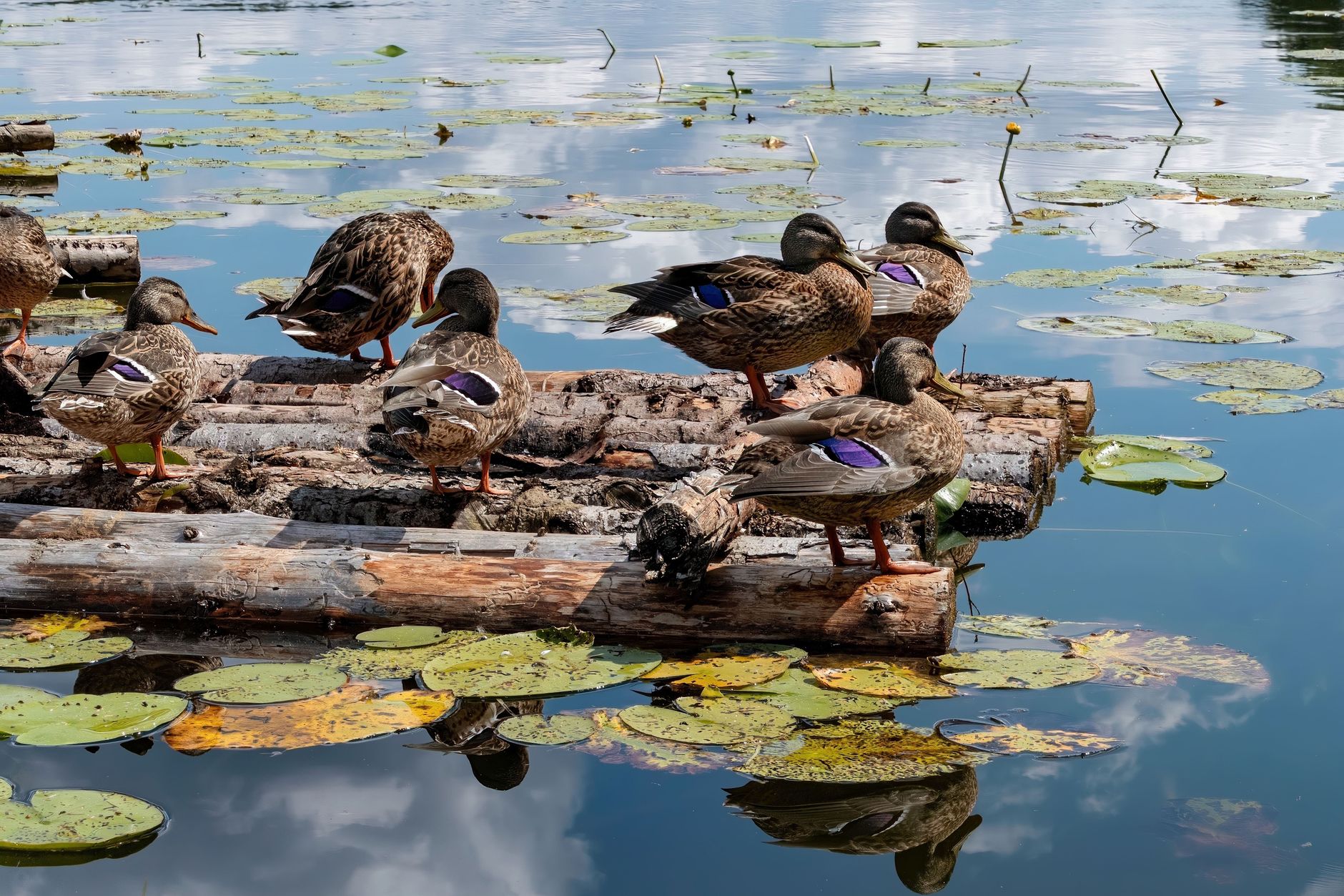 Duck predator protection
