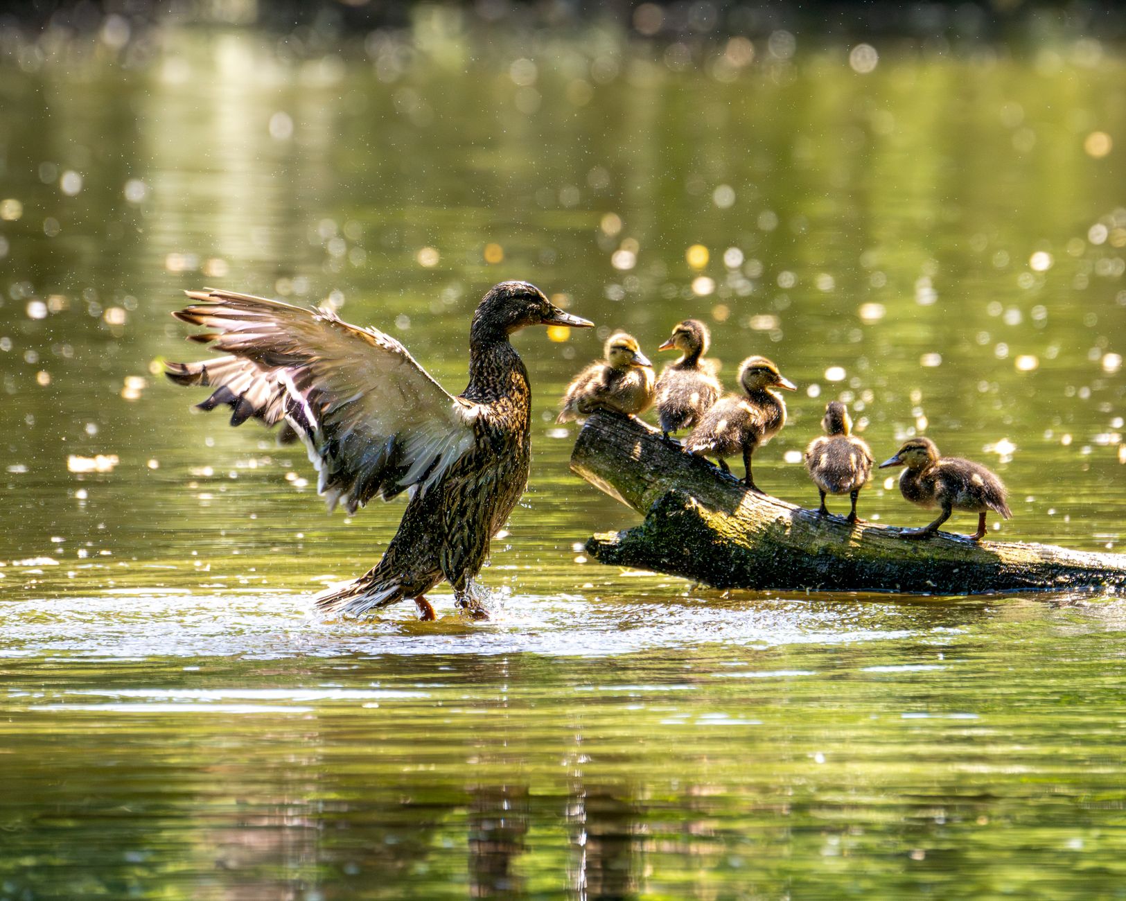 Duck health