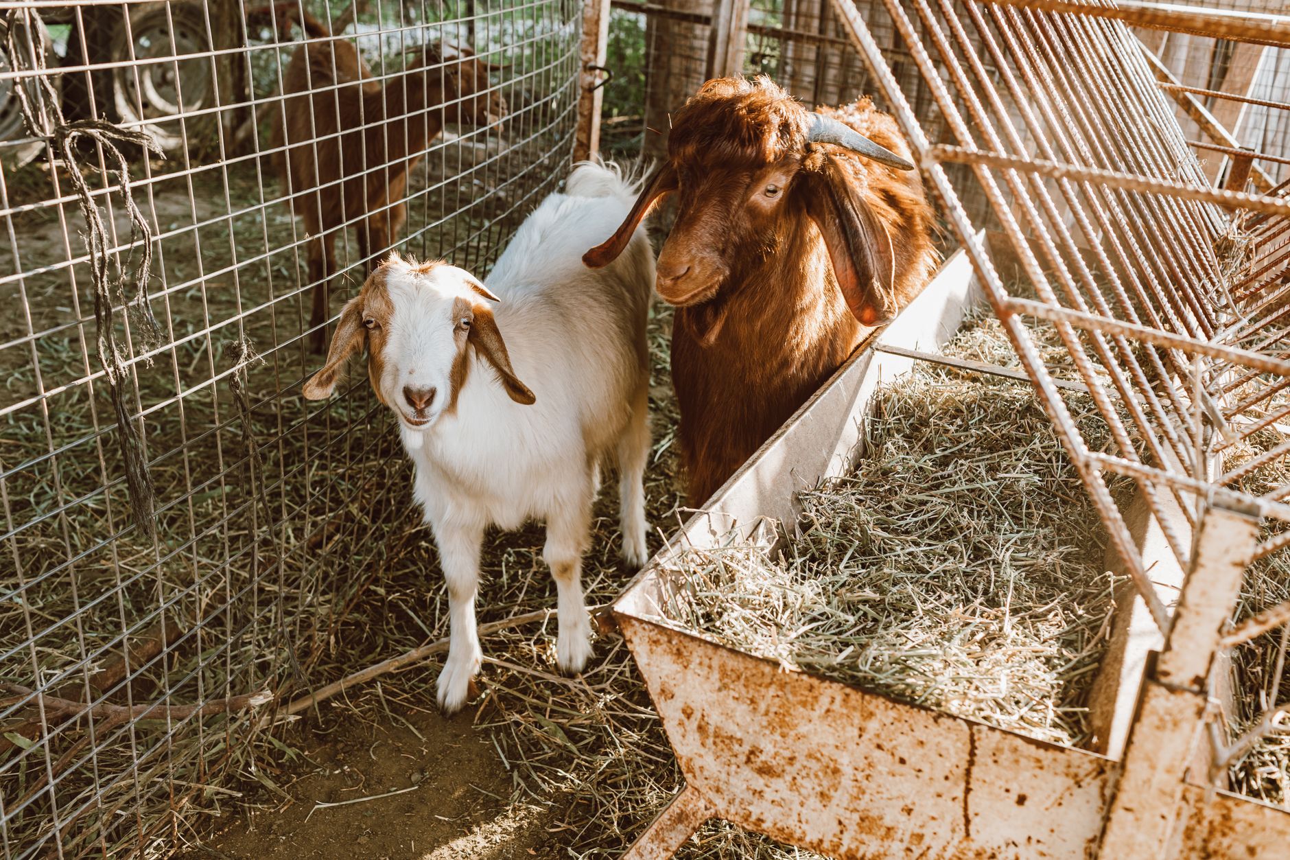 Goat nutrition