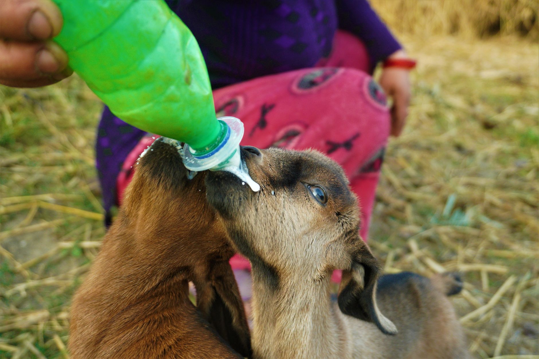 Daily goat care