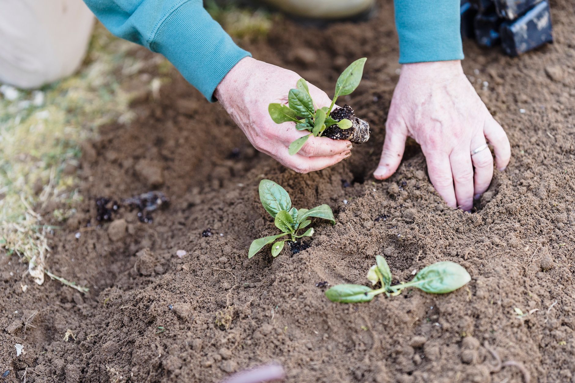 Planting in properly corrected soil pH