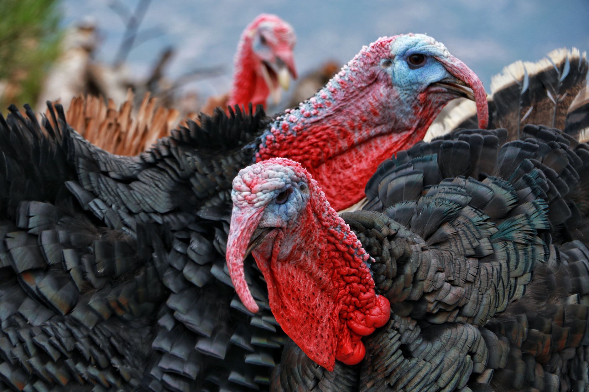 Turkey breeds