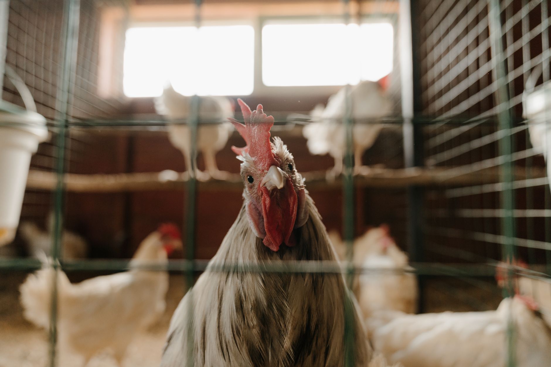 Breeding turkeys