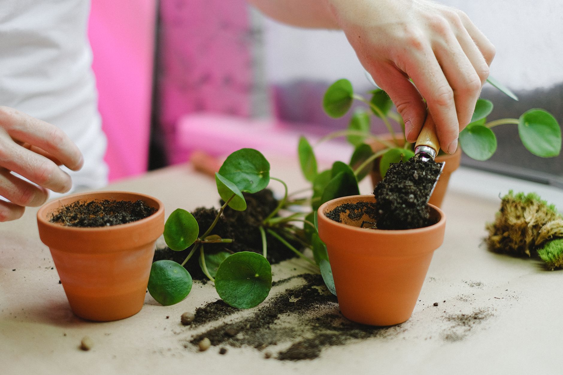 Repotting timing
