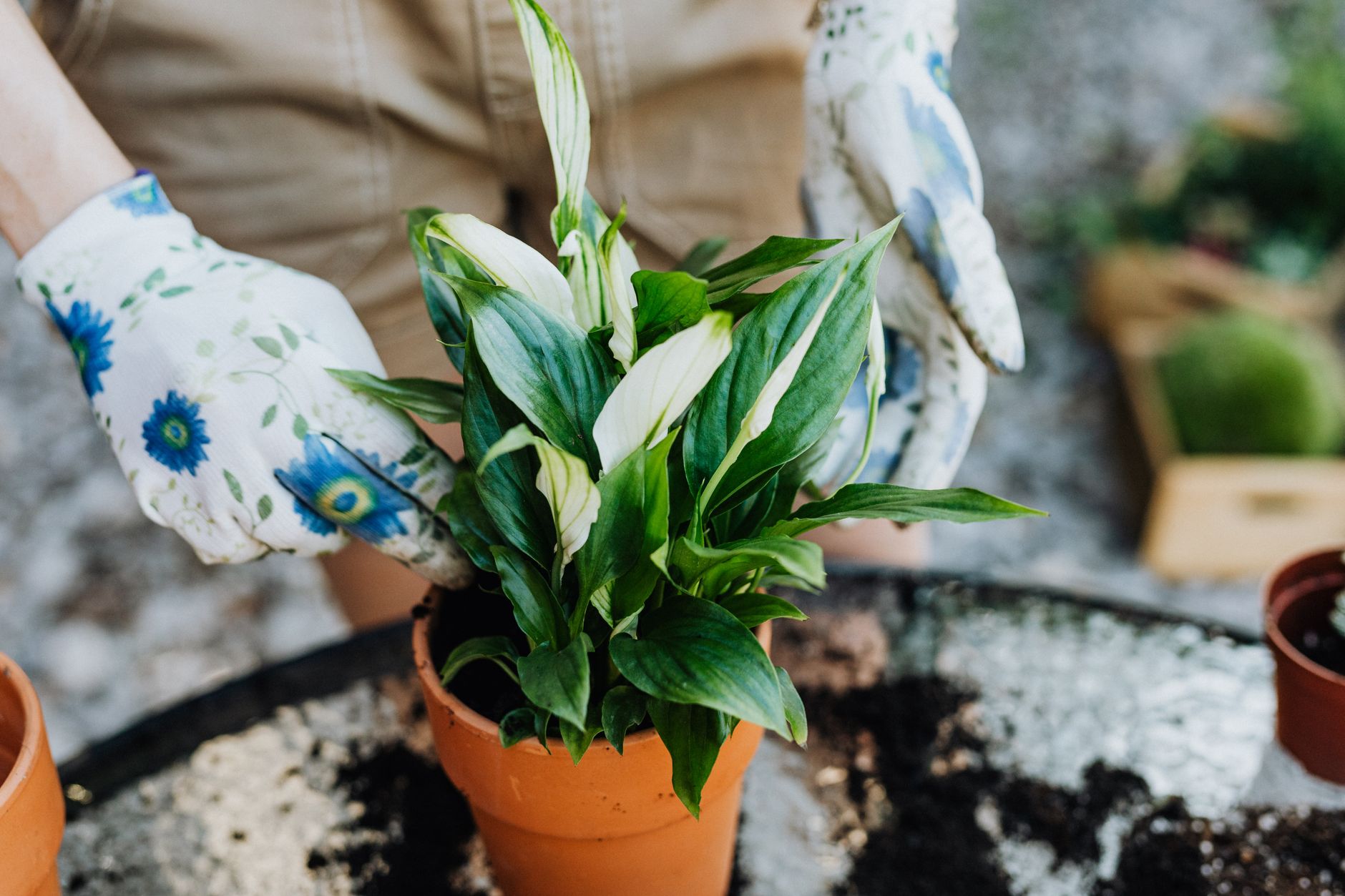Planting in new pot