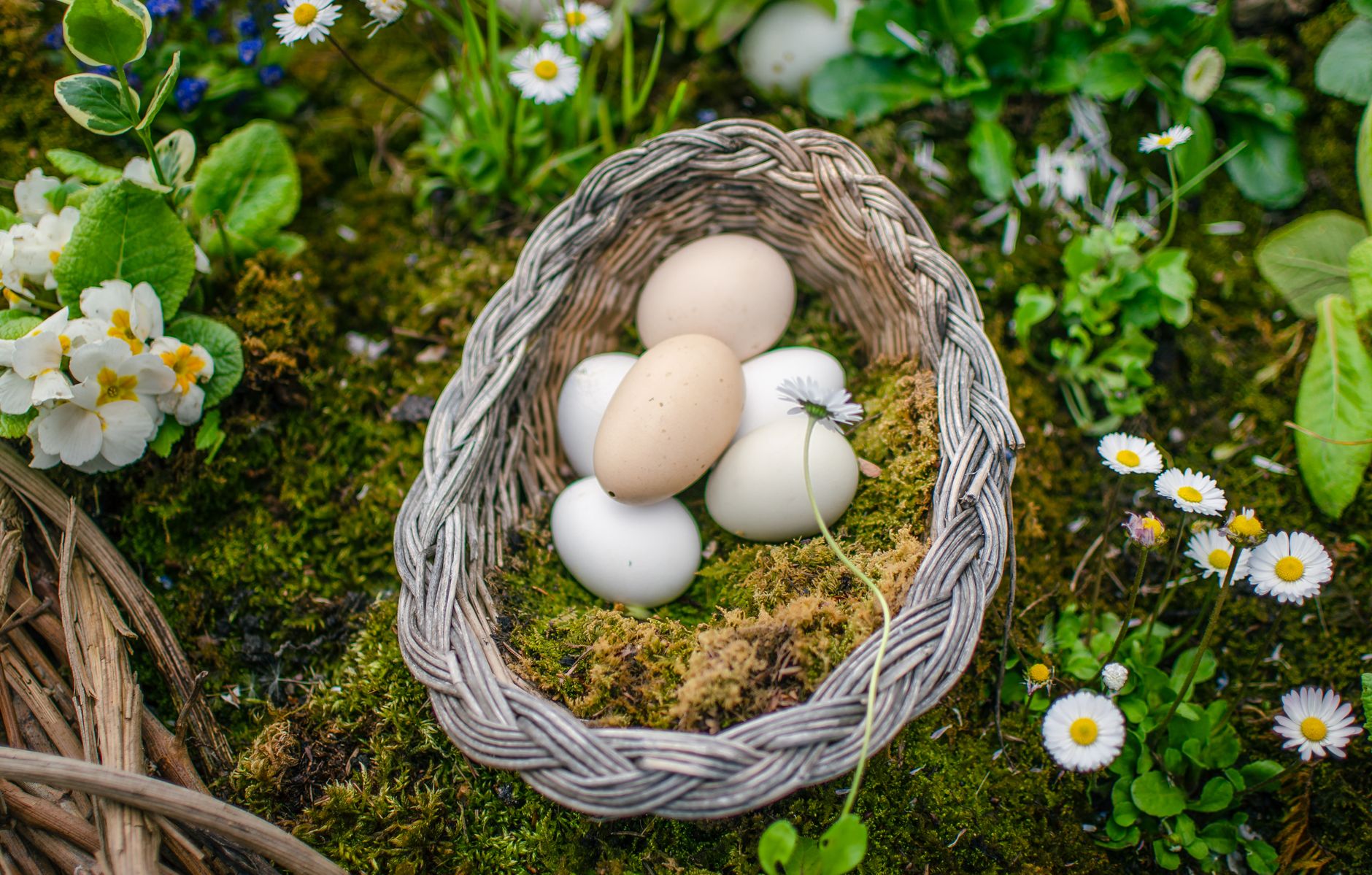 Unwashed eggs with bloom coating