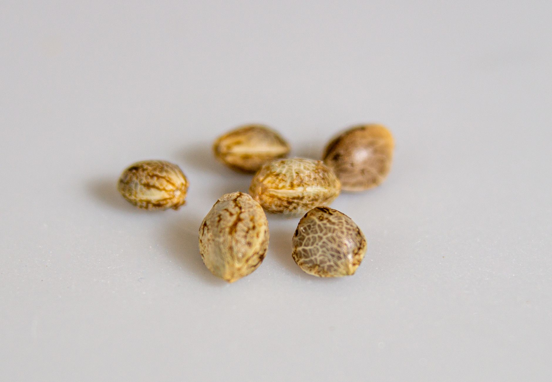 Seed shelf life