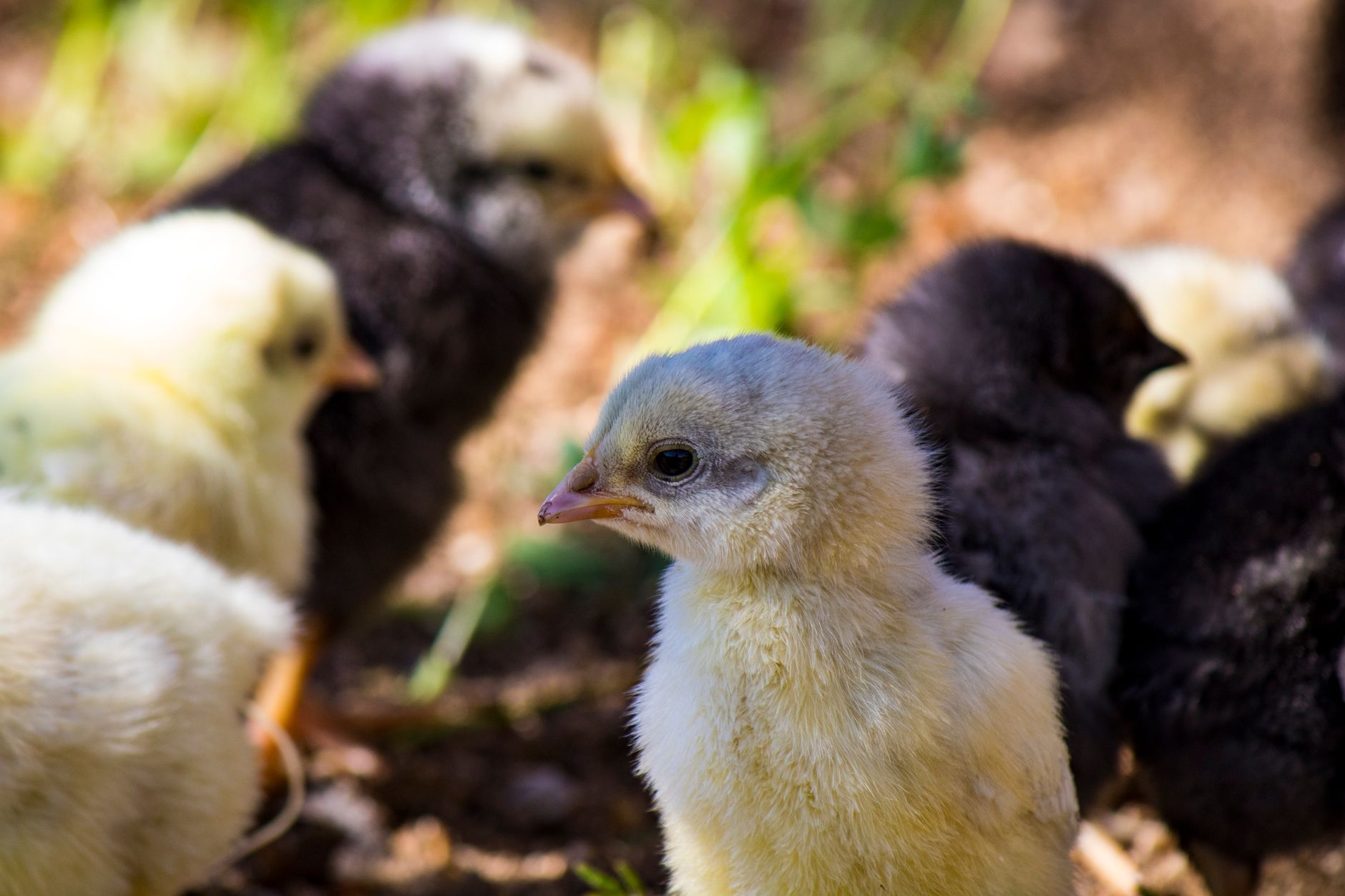 Sexing day-old chicks