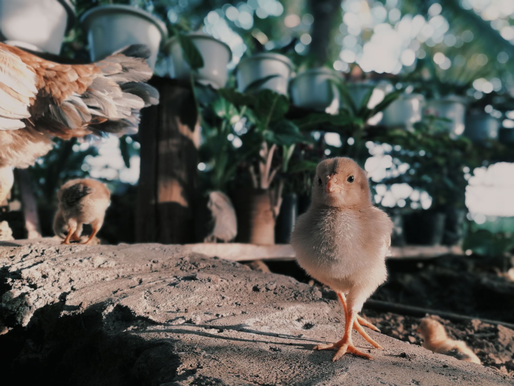 Feather sexing chicks