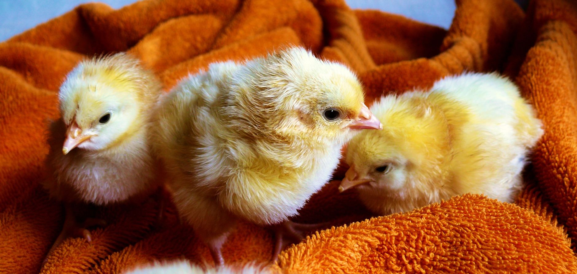 Auto-sexing chick breeds
