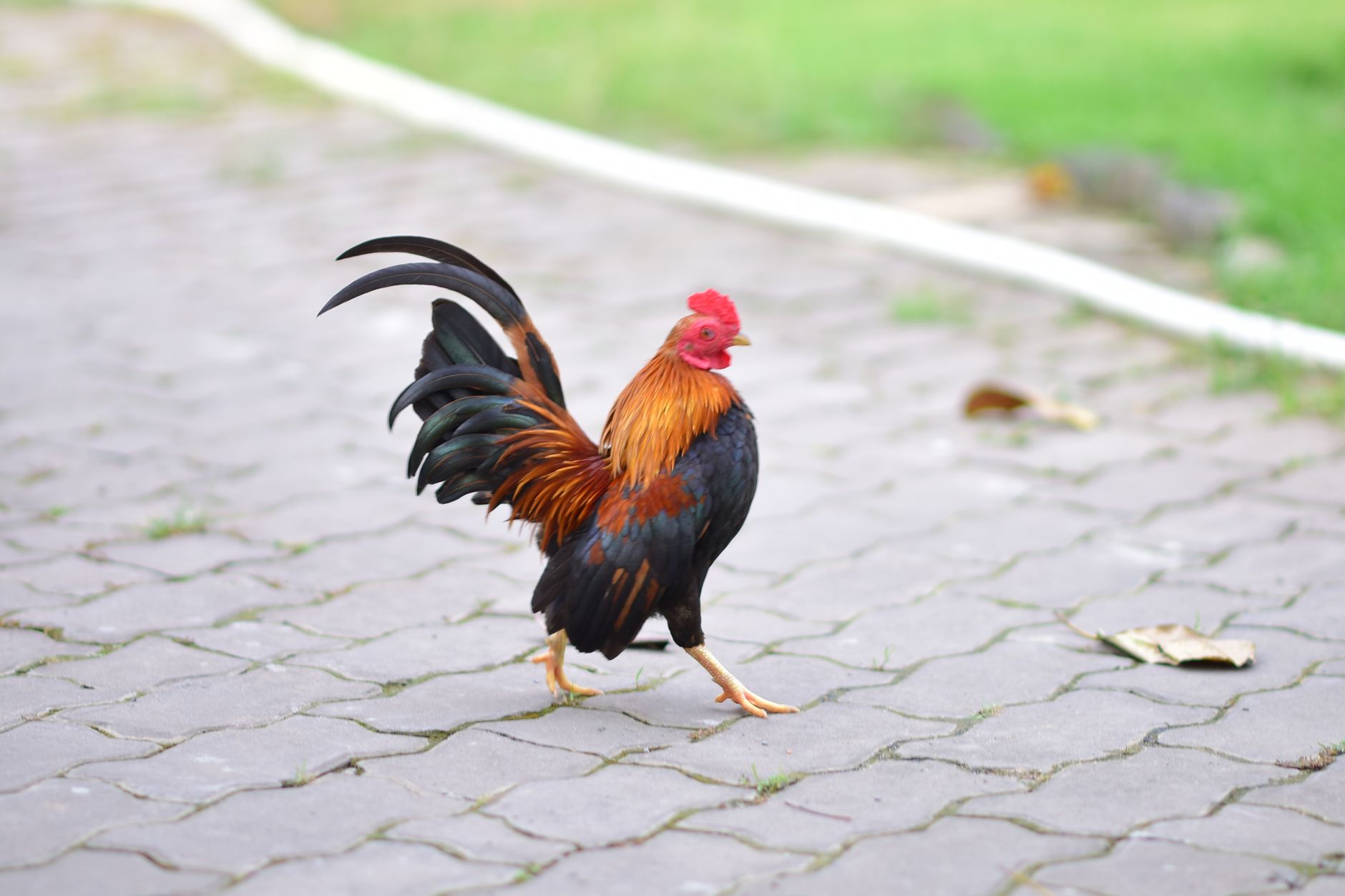 Behavior differences in chicks