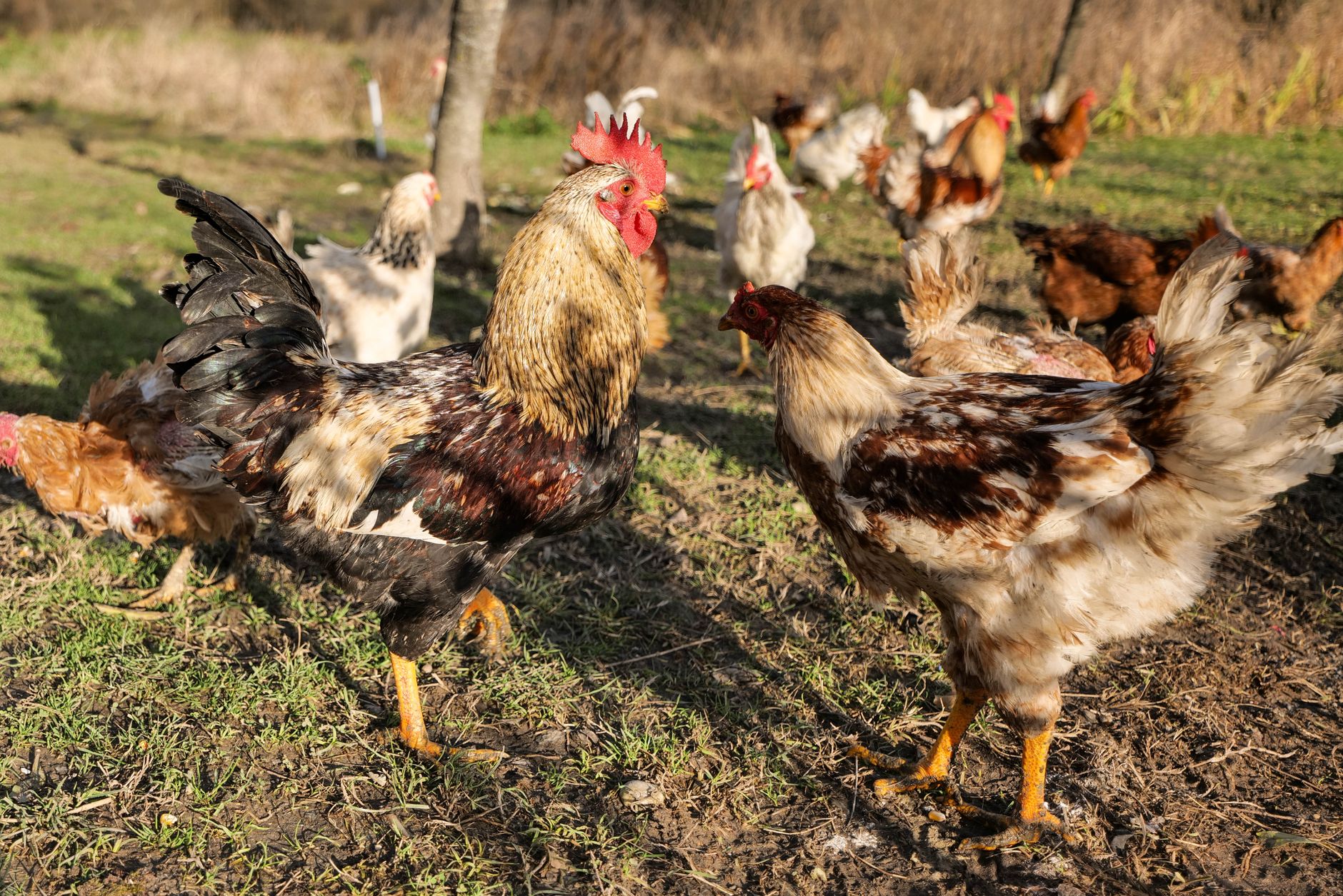 Adult rooster vs hen