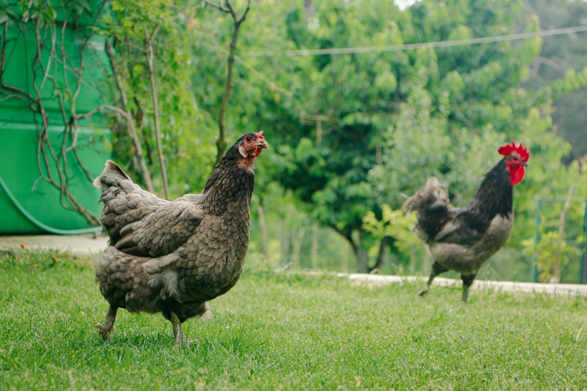 Dewormer medications