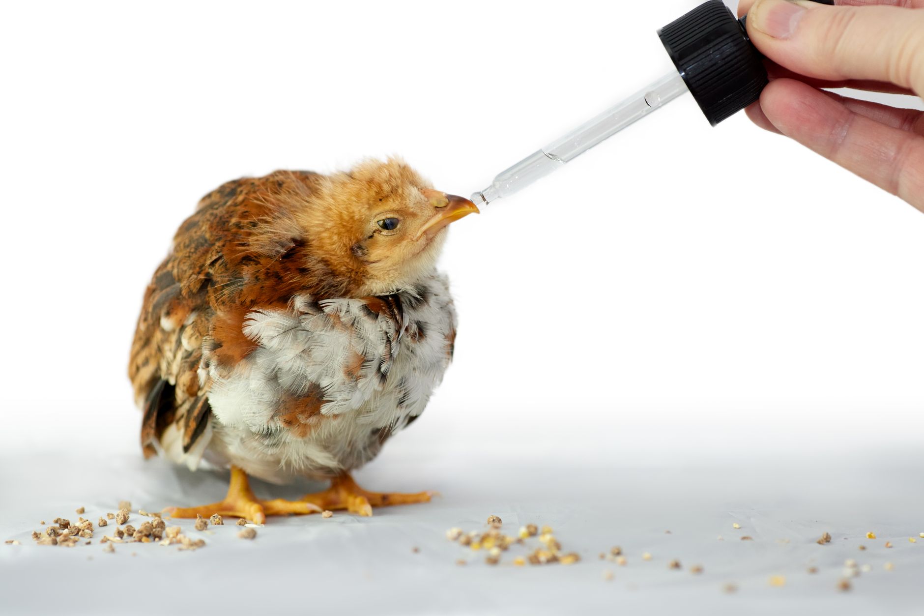 Administering dewormer