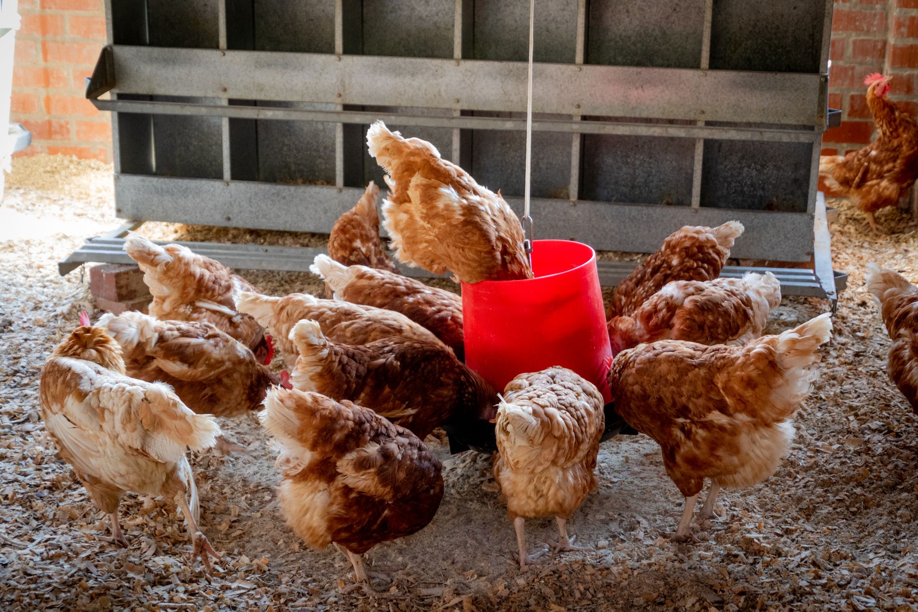 Coop hygiene