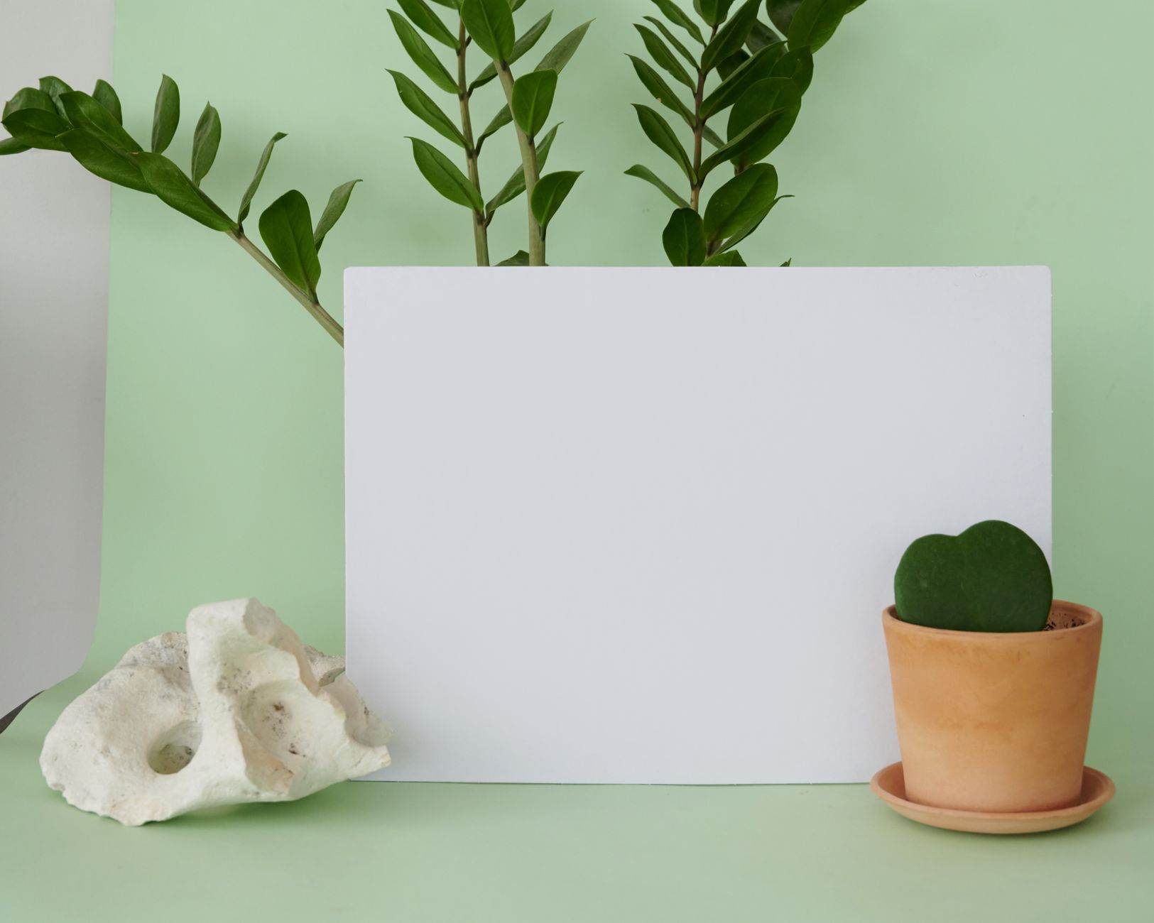 ZZ plant