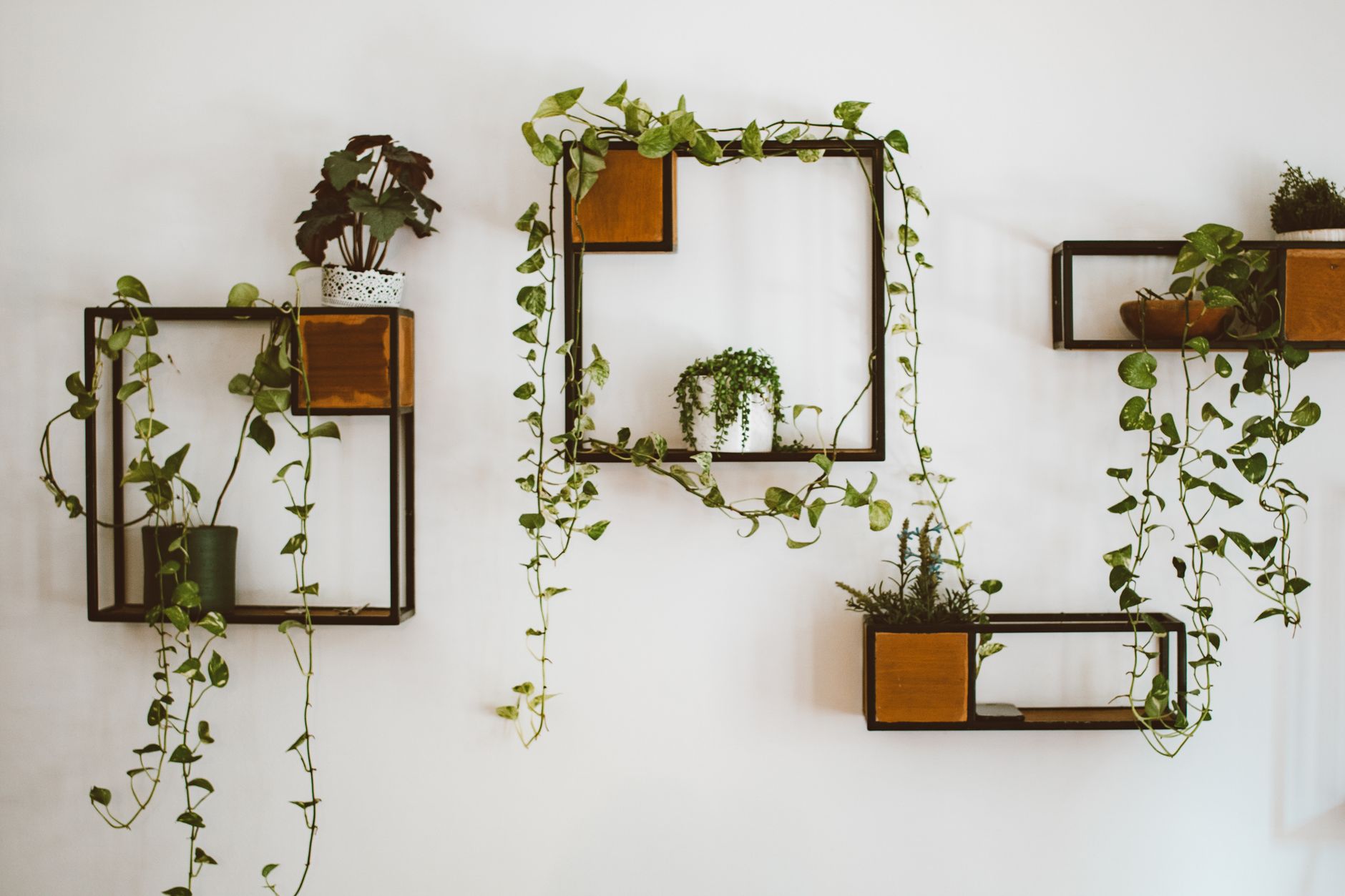 Pothos