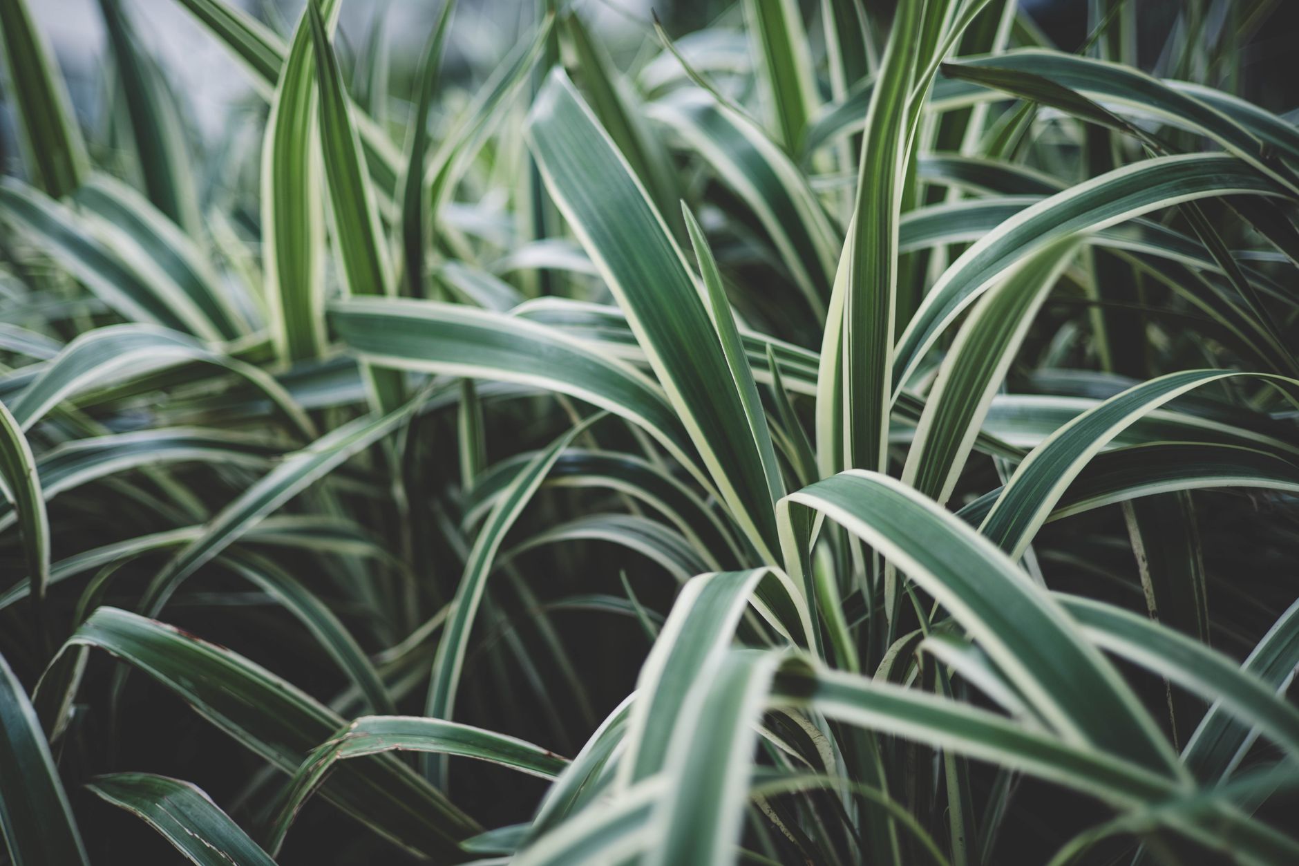 Spider plant