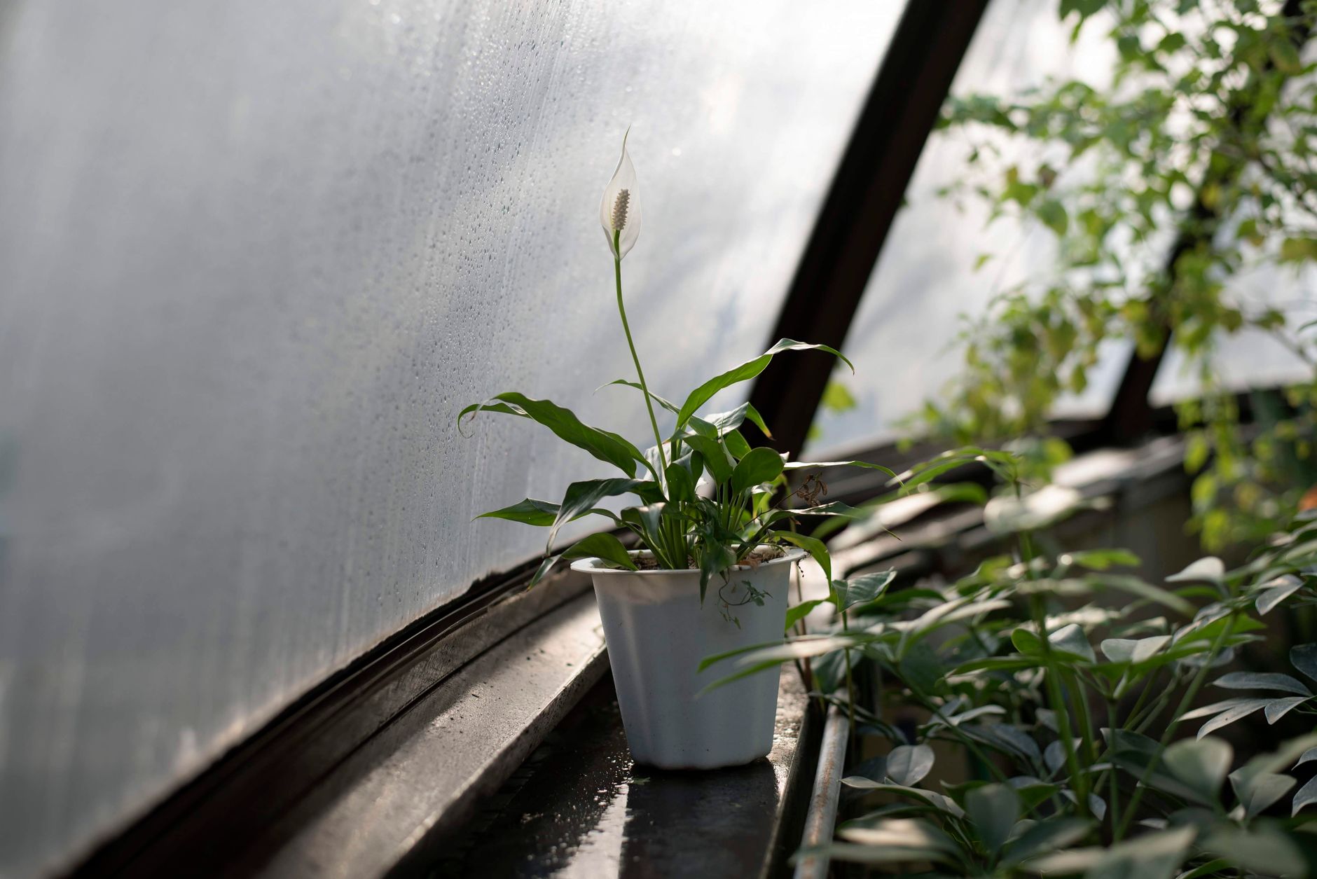 Peace lily