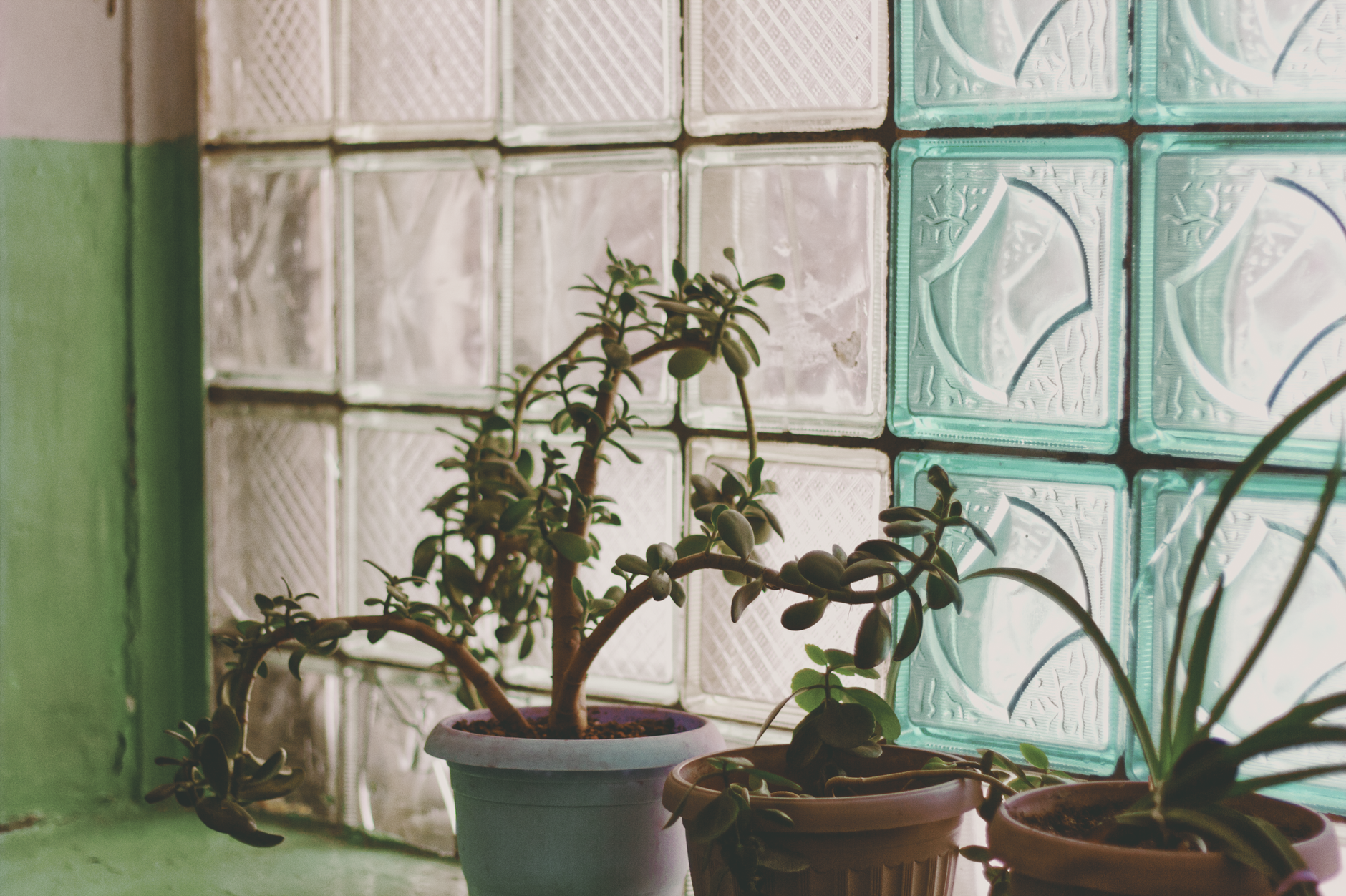 Jade plant