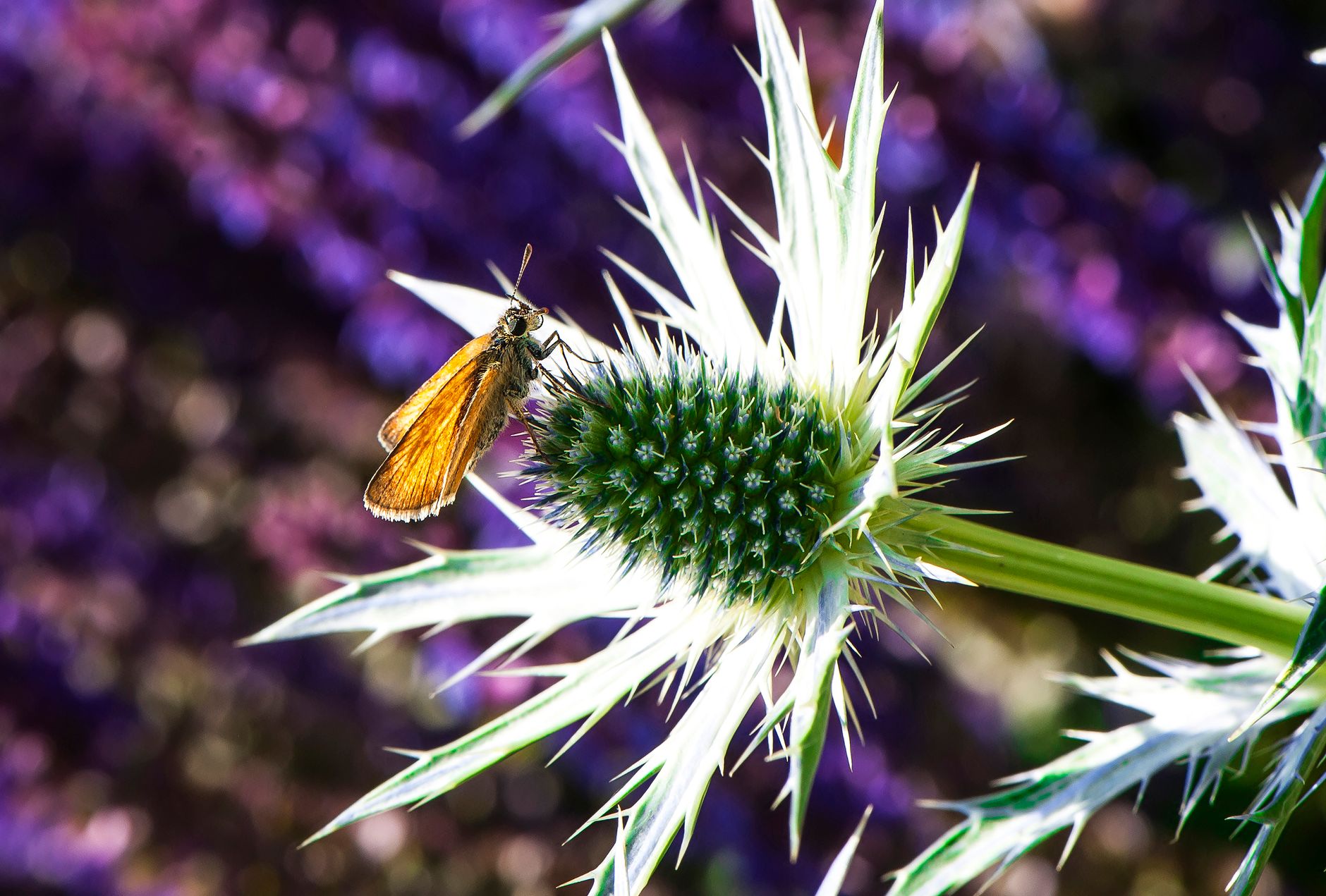 Native Plants for Pollinators: Complete Guide to Supporting Local Wildlife