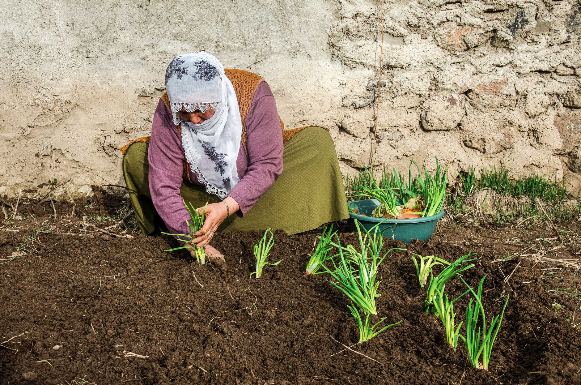 Comparing no dig and tilled beds