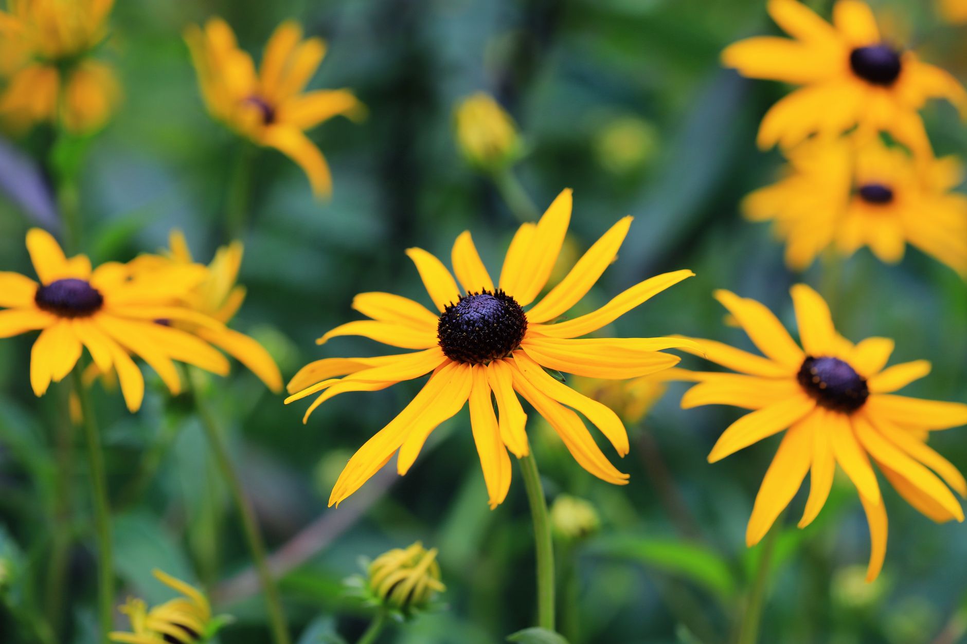 Long-blooming perennials