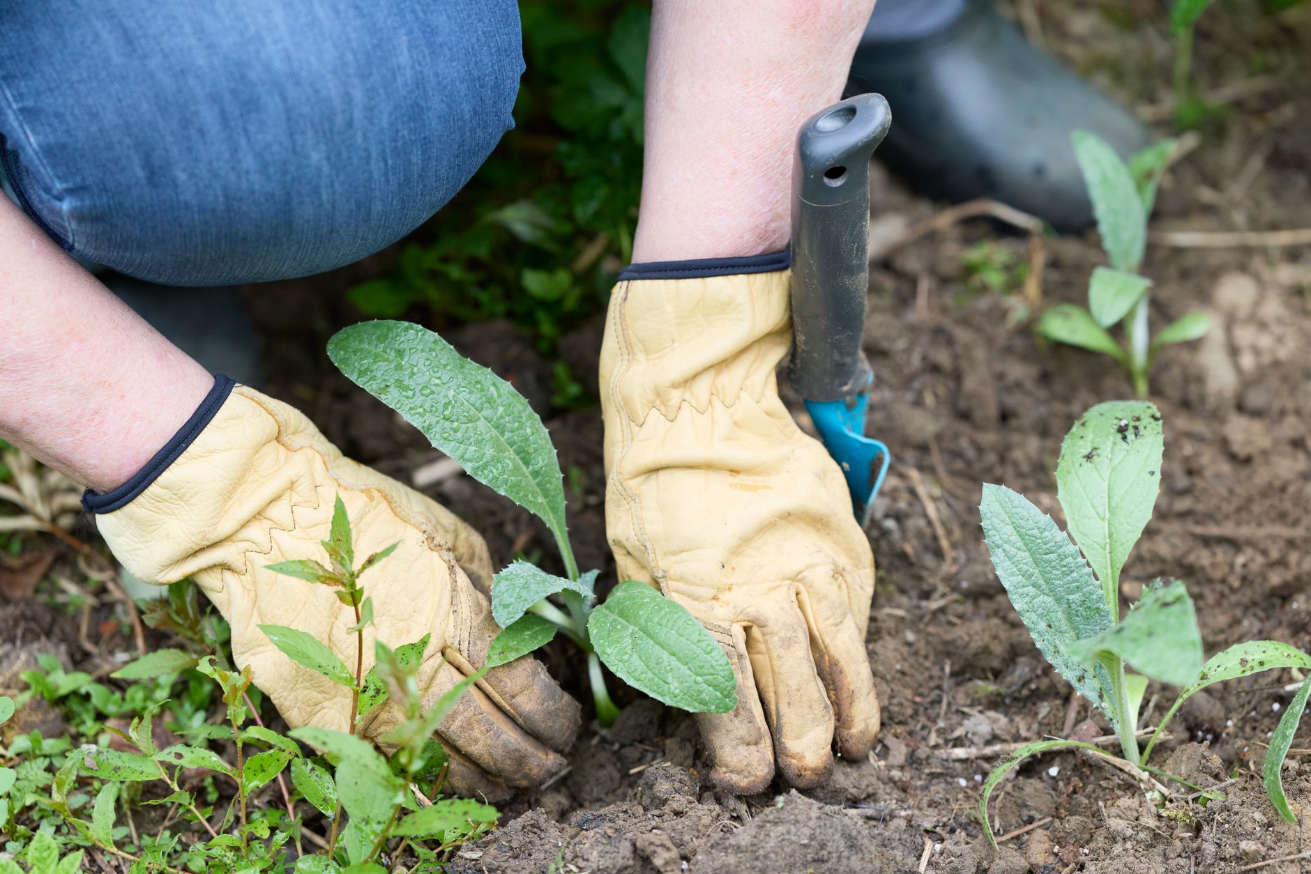 Soil preparation