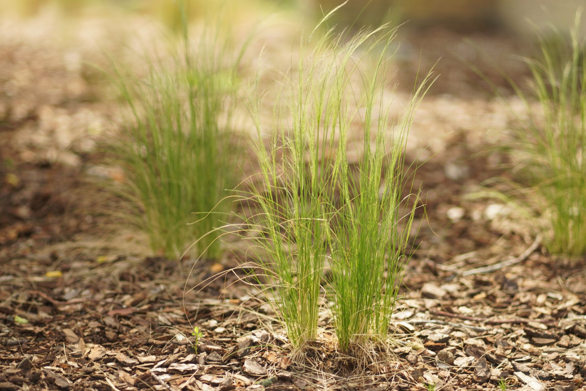 Watering and mulching