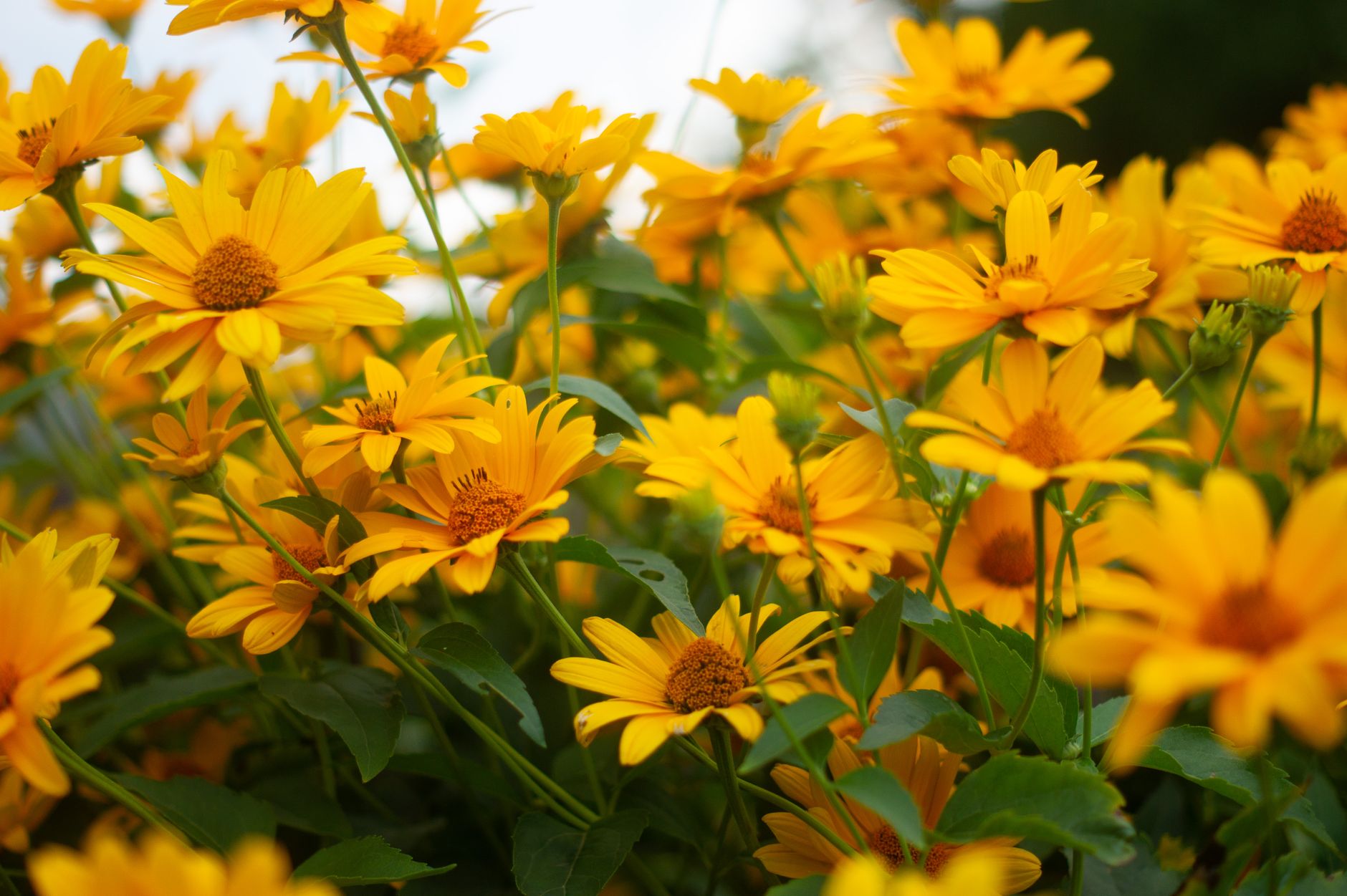 Deadheading
